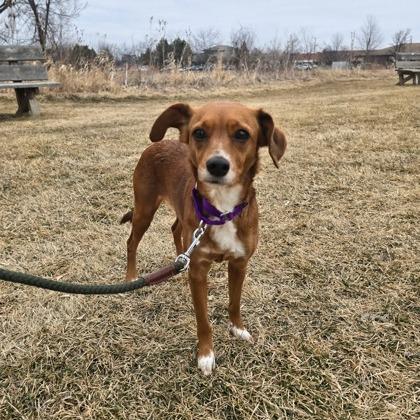 Chicory, a Adoptable mixed breed in Woodstock, IL image 2/3