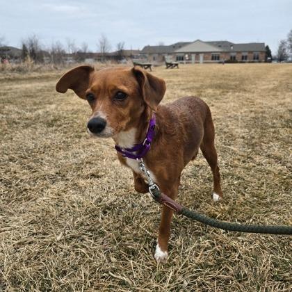 Chicory, a Adoptable mixed breed in Woodstock, IL image 3/3