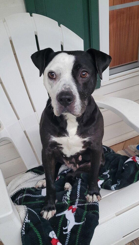 Birdy, Adoptable, Young Female Pit Bull Terrier.
