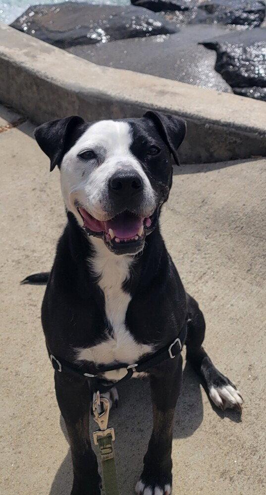 Enlarge Birdy, a Adoptable Pit Bull Terrier in Candler, NC image 3/3
