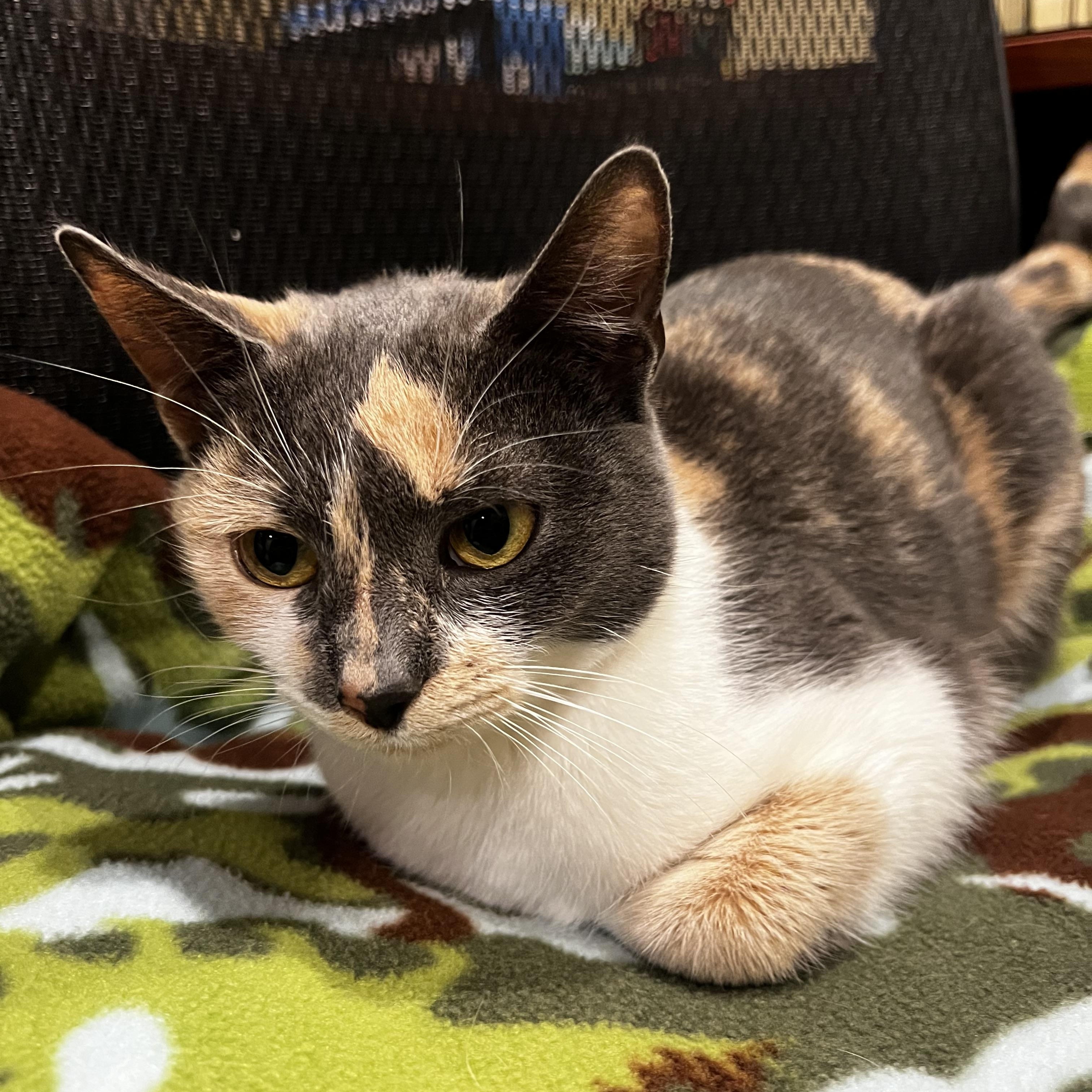 Enlarge Penny, a Adopted Domestic Short Hair in Manchester, NH image 3/3
