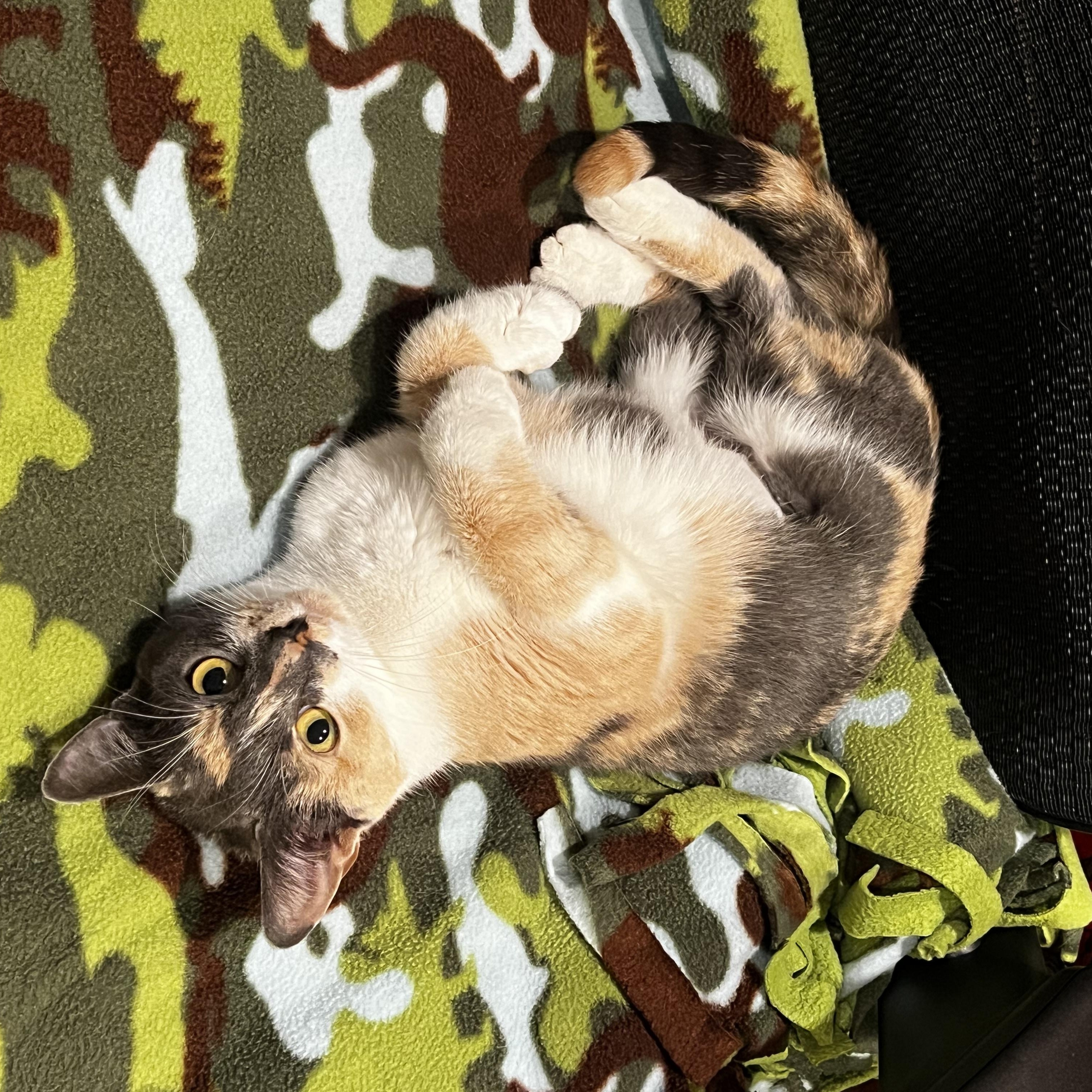 Penny, Adopted, Young Female Domestic Short Hair.