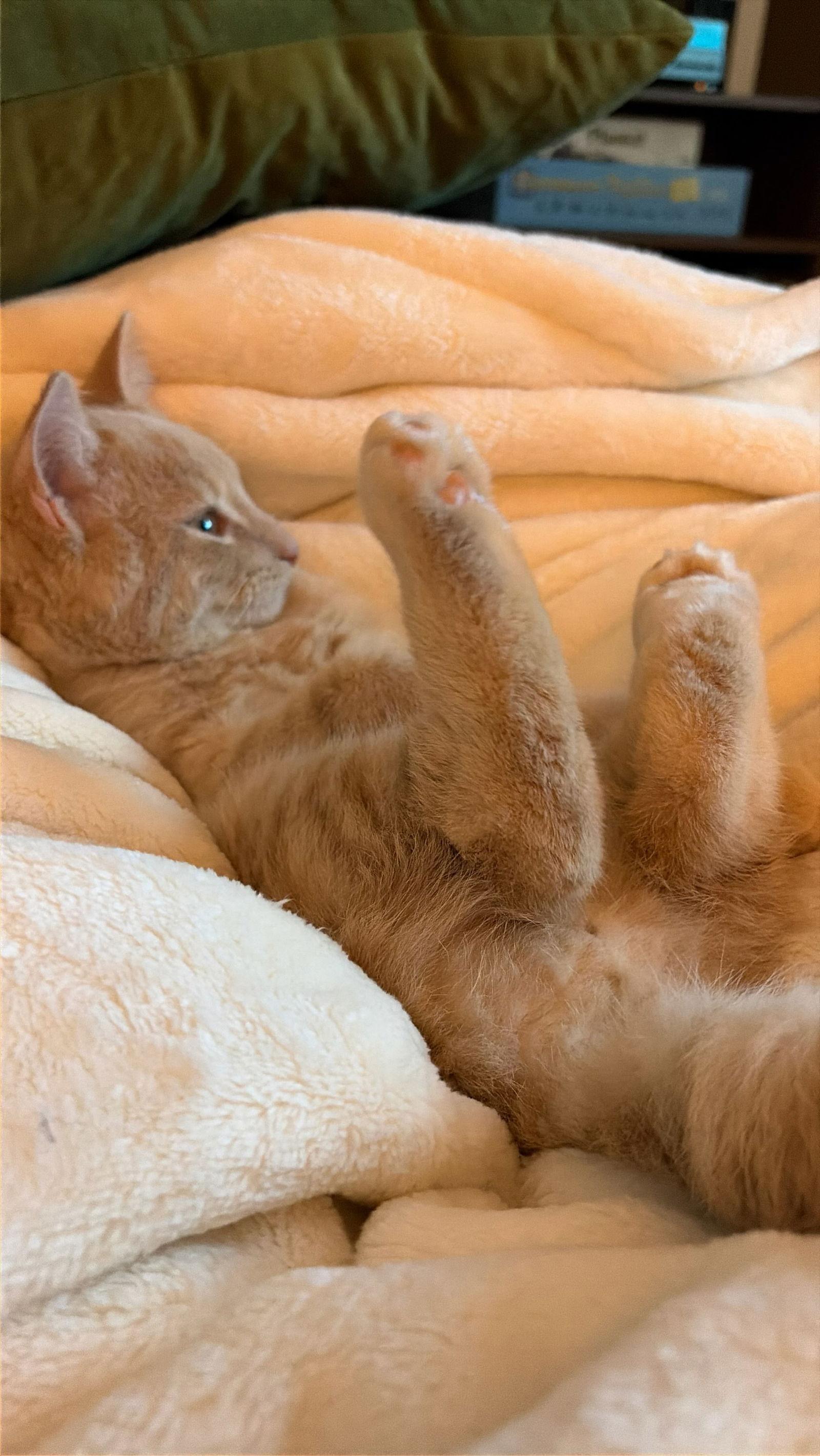 Gus, Adoptable, Kitten Male Domestic Short Hair.