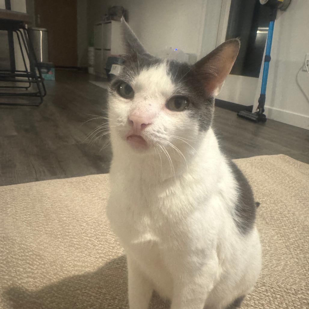 Hot Potato — thumbnail 2