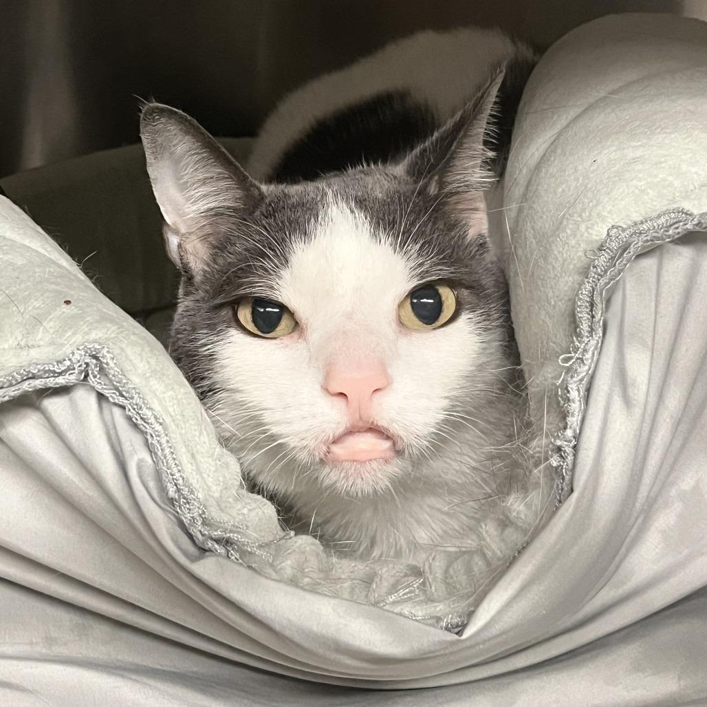 Hot Potato — thumbnail 3