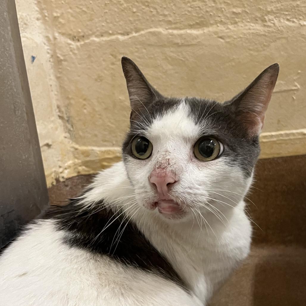 Hot Potato — thumbnail 4