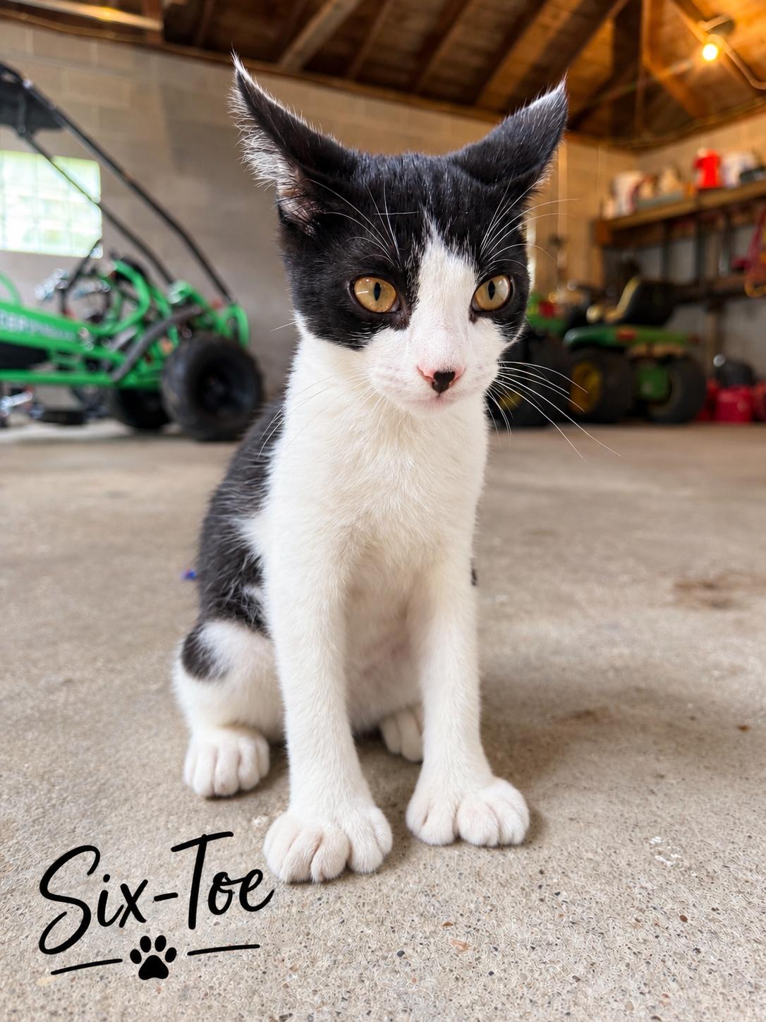 Enlarge Six-Toe-ADOPTION FEE SPONSORED, a Adoptable Extra-Toes Cat / Hemingway Polydactyl in Decorah, IA image 3/6