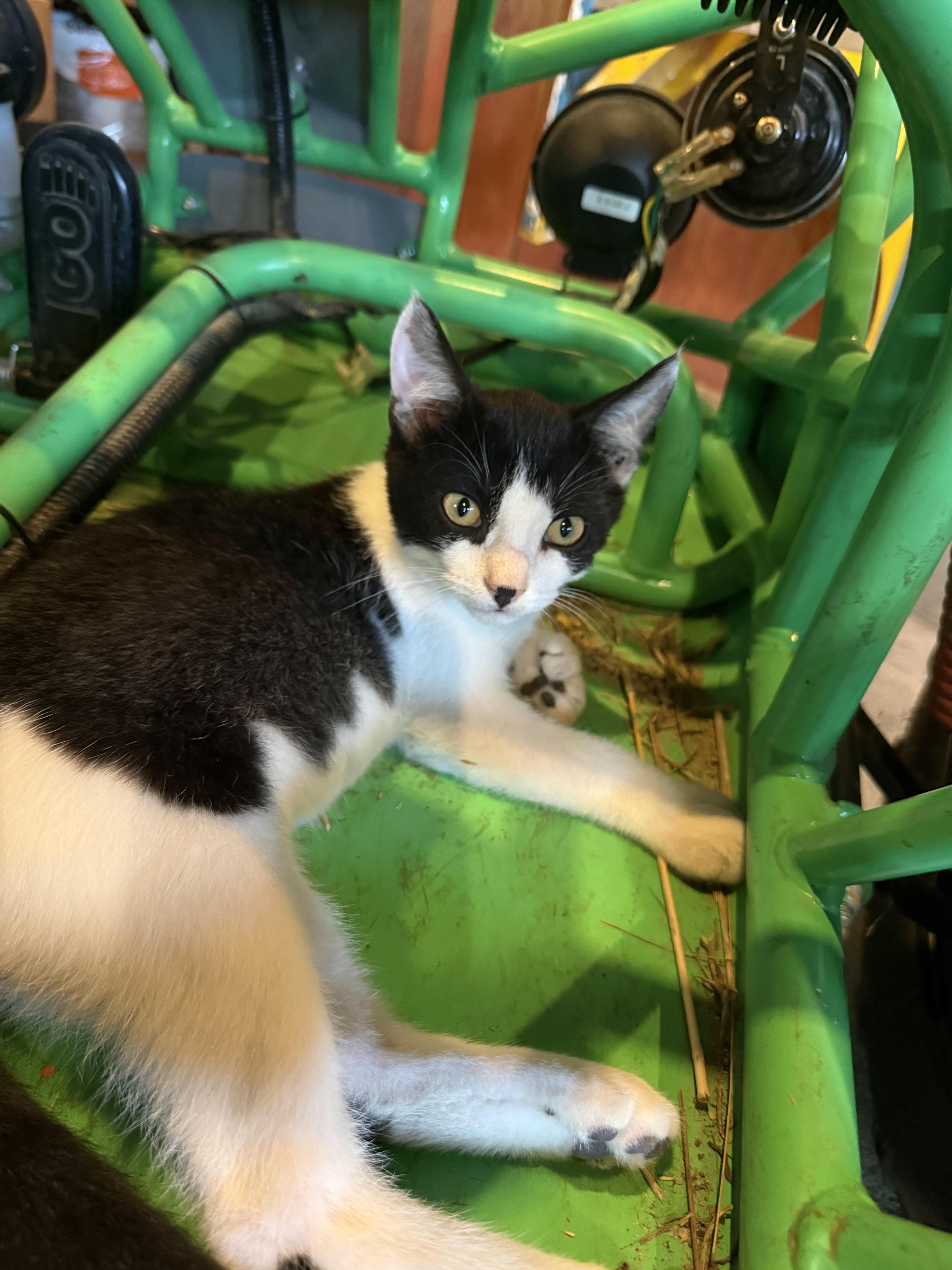 Enlarge Six-Toe-ADOPTION FEE SPONSORED, a Adoptable Extra-Toes Cat / Hemingway Polydactyl in Decorah, IA image 4/6