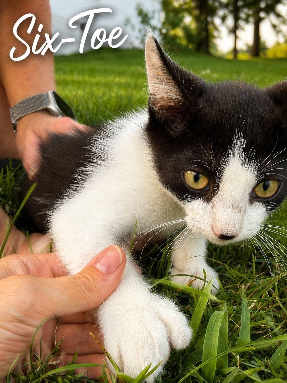 Six-Toe, Adoptable, Kitten Male Extra-Toes Cat / Hemingway Polydactyl.