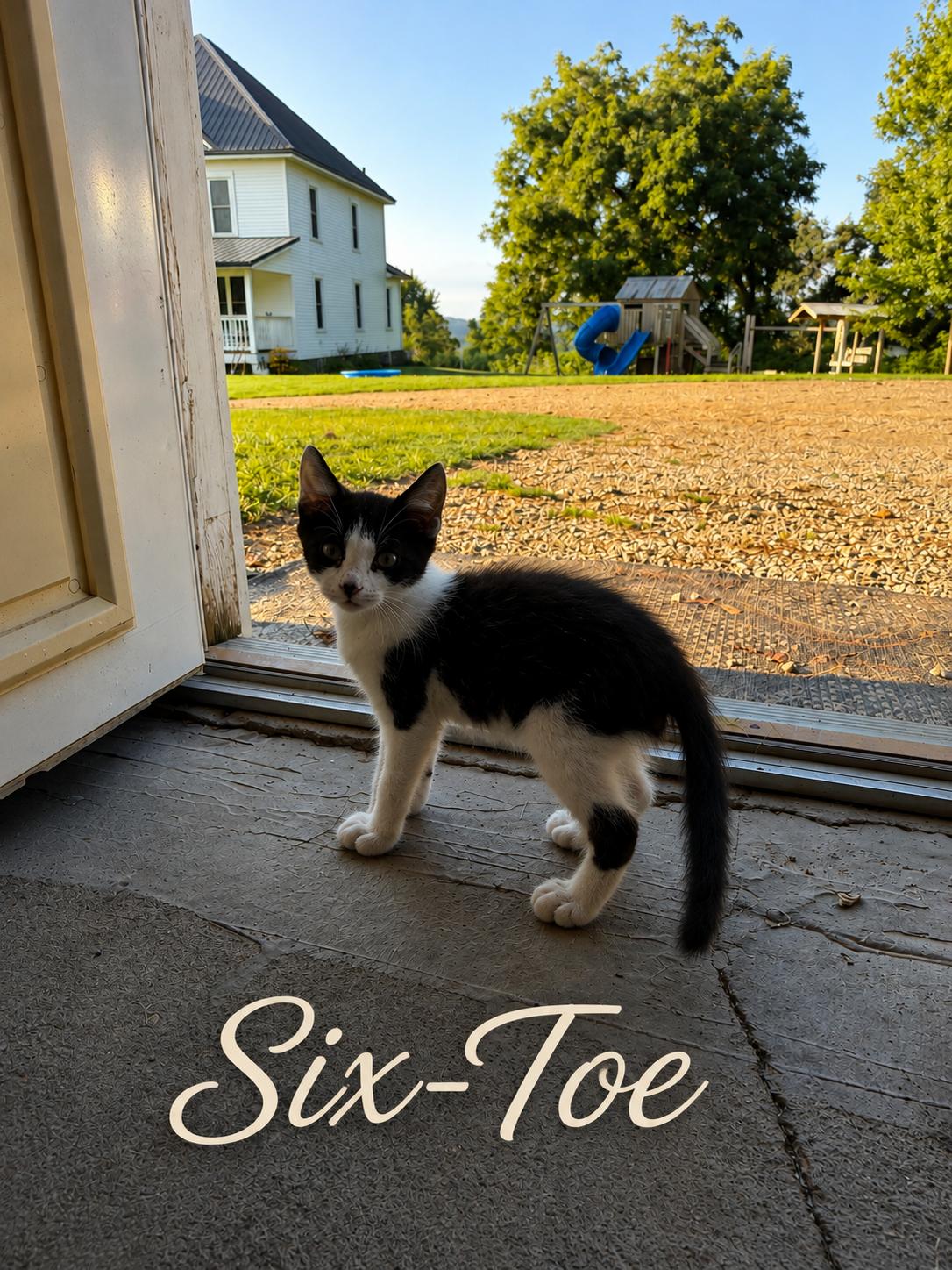 Six-Toe, a Adoptable Extra-Toes Cat / Hemingway Polydactyl in Decorah, IA image 2/3