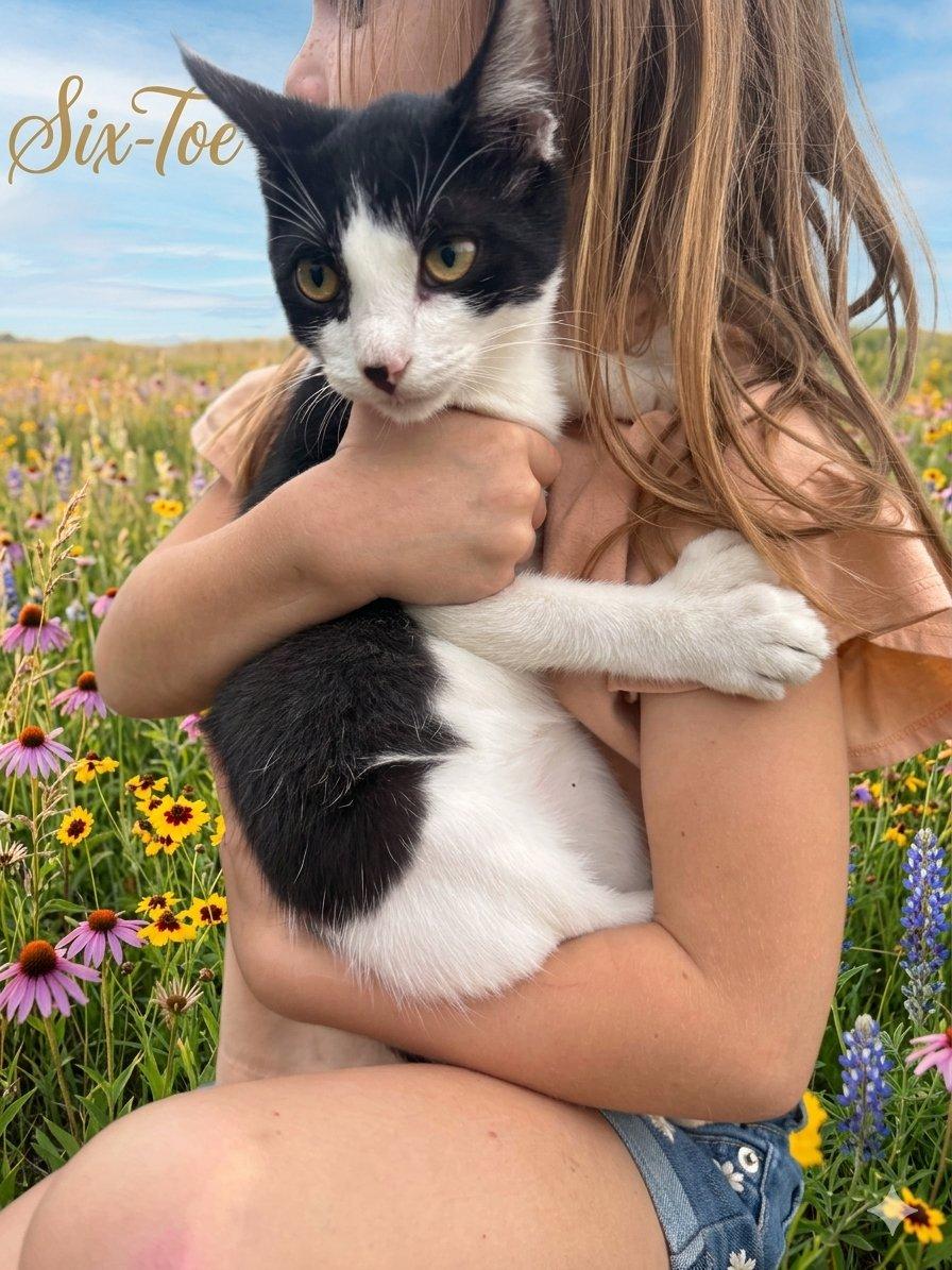 Enlarge Six-Toe-ADOPTION FEE SPONSORED, a Adoptable Extra-Toes Cat / Hemingway Polydactyl in Decorah, IA image 2/6