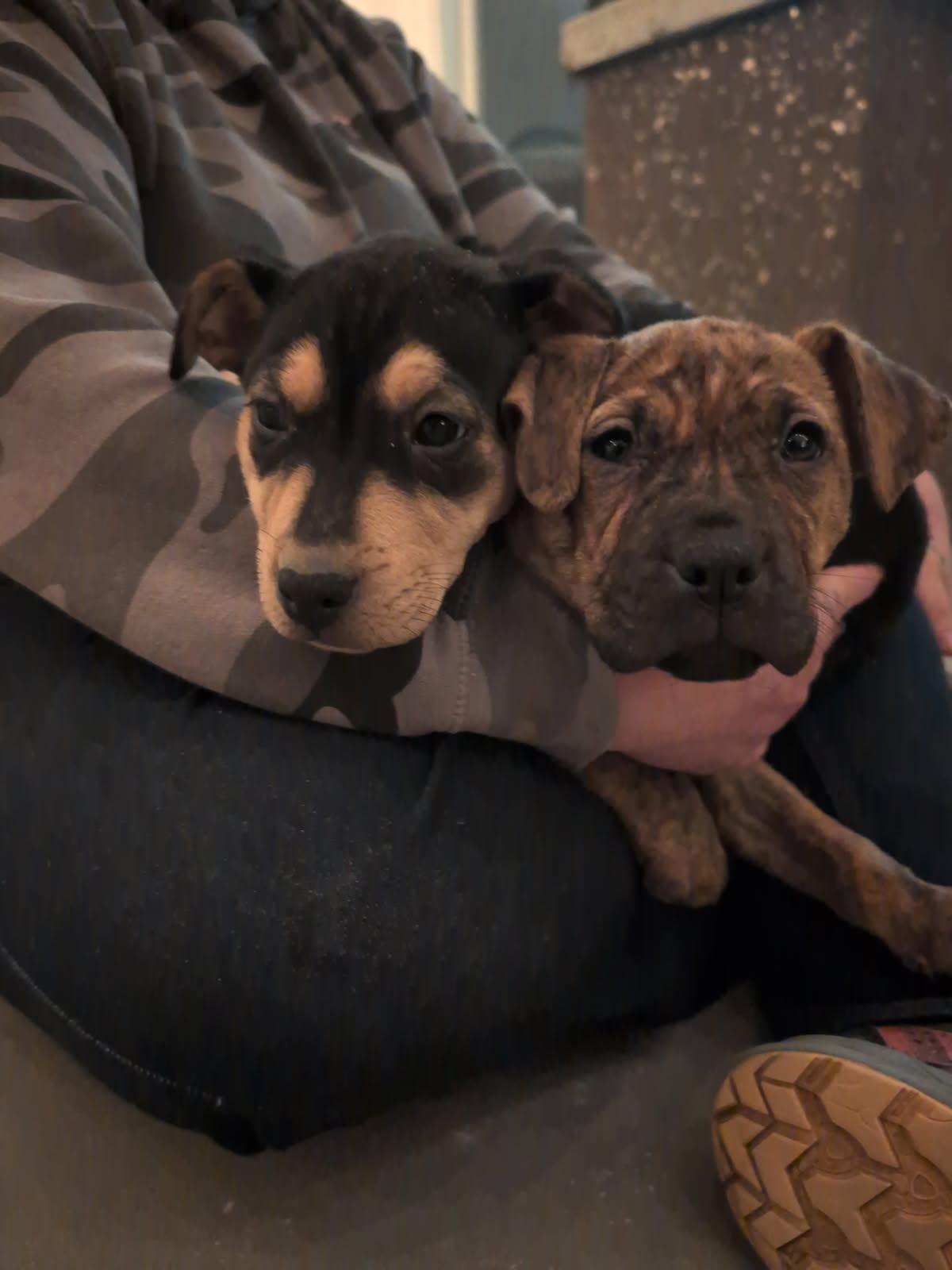 Enlarge Henry , a ADOPTABLE mixed breed in Akron, OH image 2/5