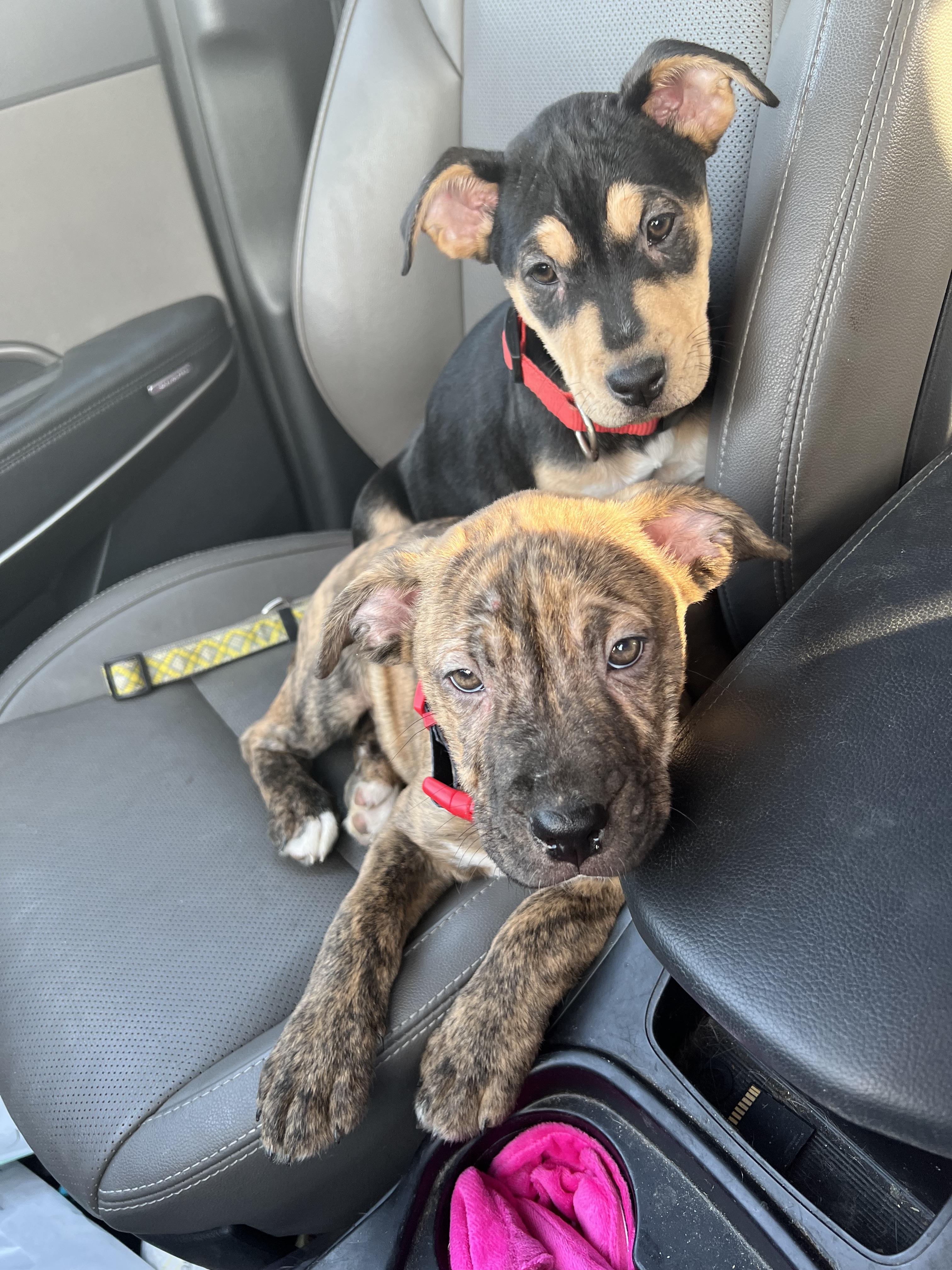 Enlarge Henry , a ADOPTABLE mixed breed in Akron, OH image 5/5