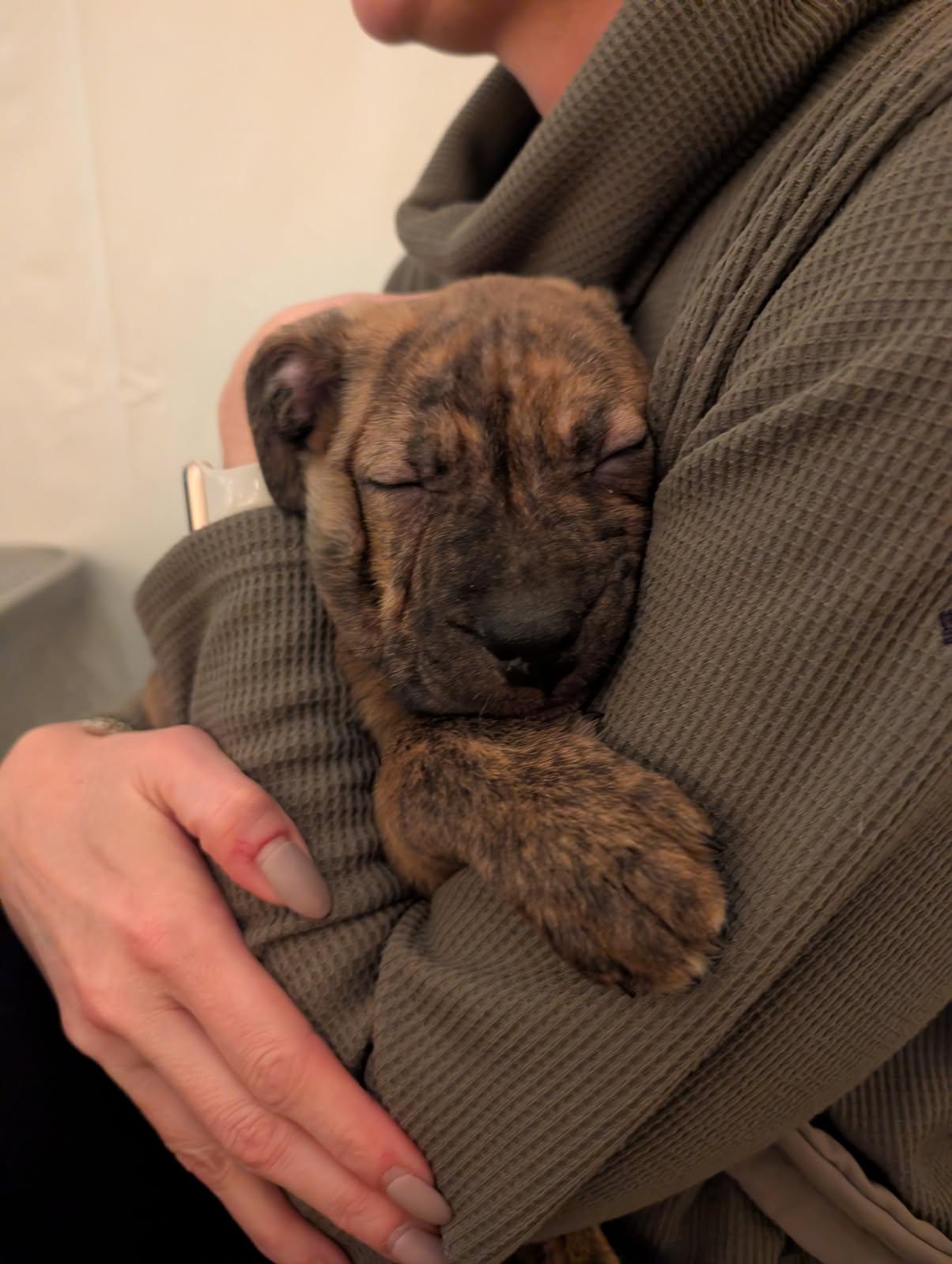 Enlarge Henry , a ADOPTABLE mixed breed in Akron, OH image 3/5