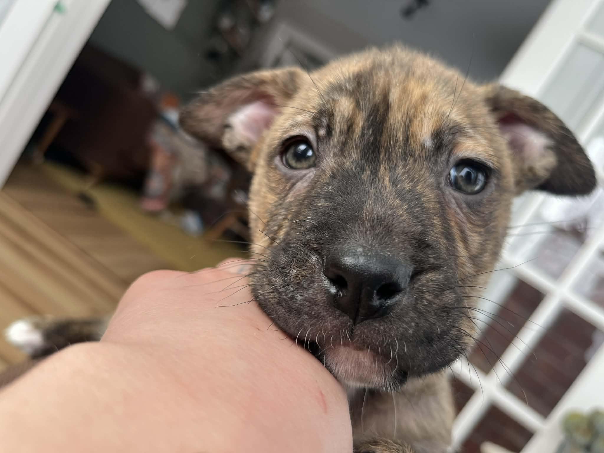 Henry , ADOPTABLE, Puppy Male Pit Bull Terrier.