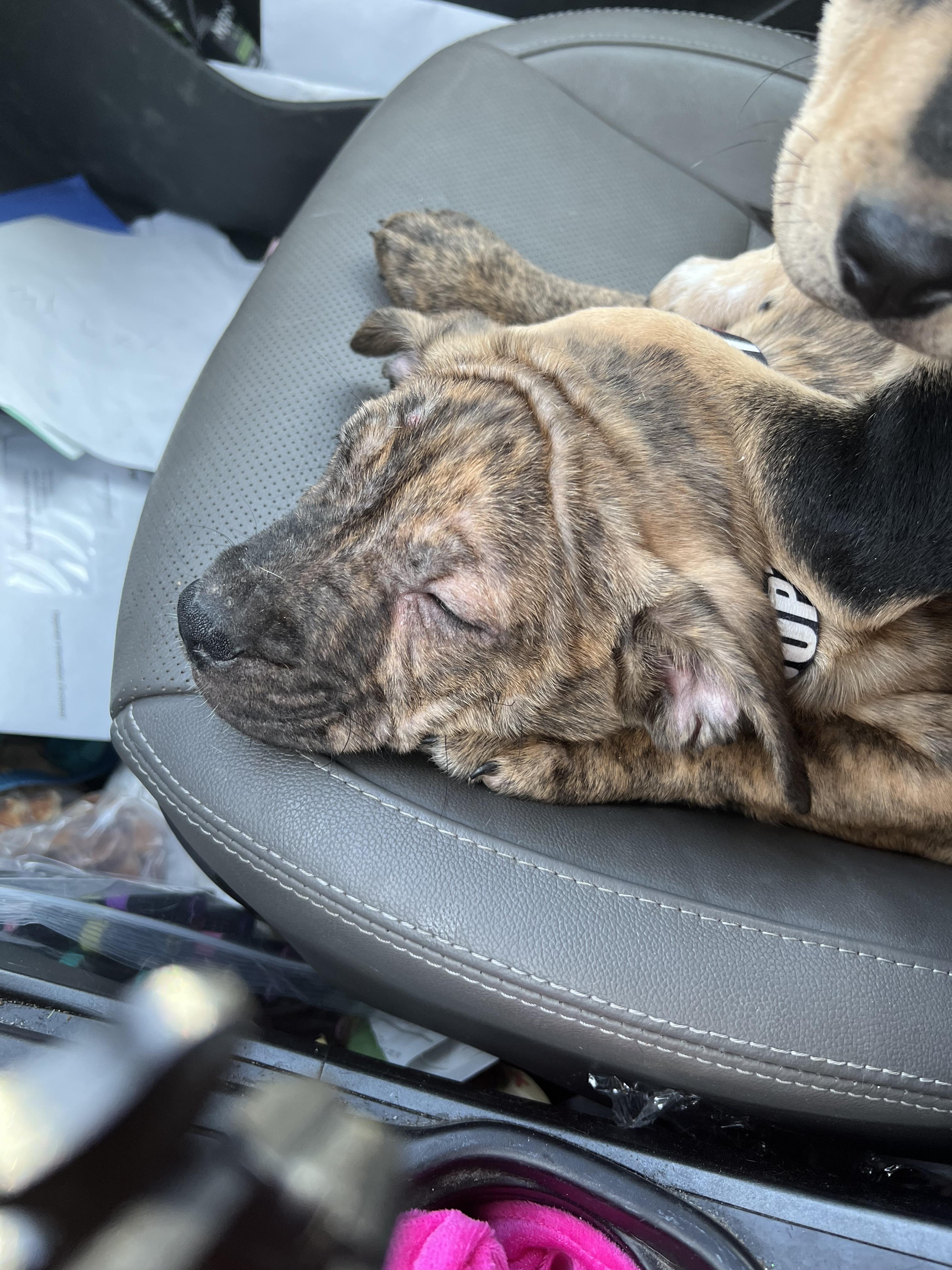 Enlarge Henry , a ADOPTABLE mixed breed in Akron, OH image 4/5