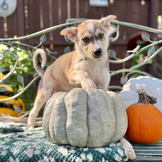 Enlarge Ember, a Adoptable mixed breed in Canton, MA image 5/6