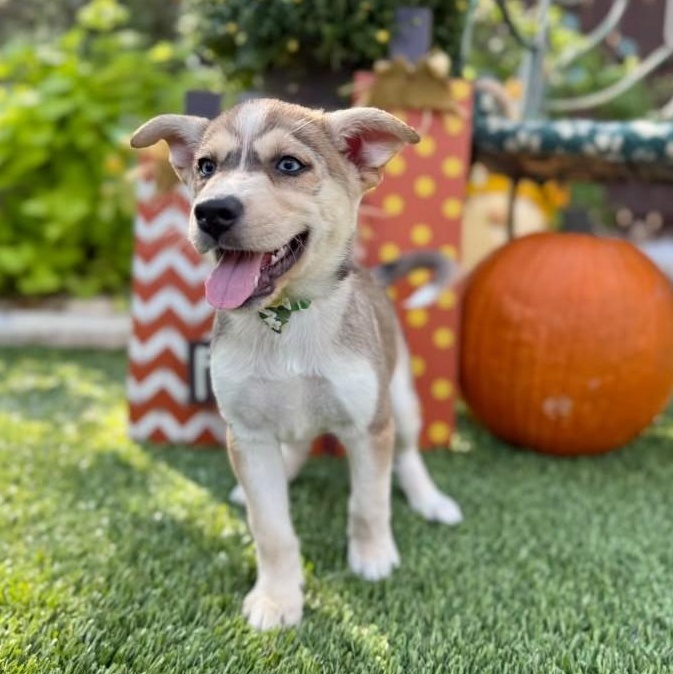 Ember, Adoptable, Puppy Female Siberian Husky.