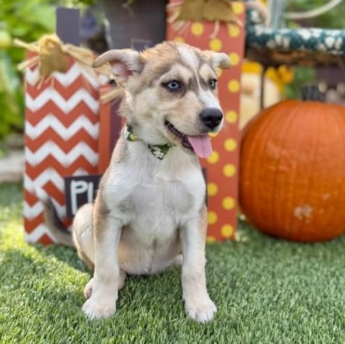 Enlarge Ember, a Adoptable mixed breed in Canton, MA image 3/6