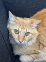 Enlarge Valentina , an adoptable mixed breed in Salem, NH image 2/3