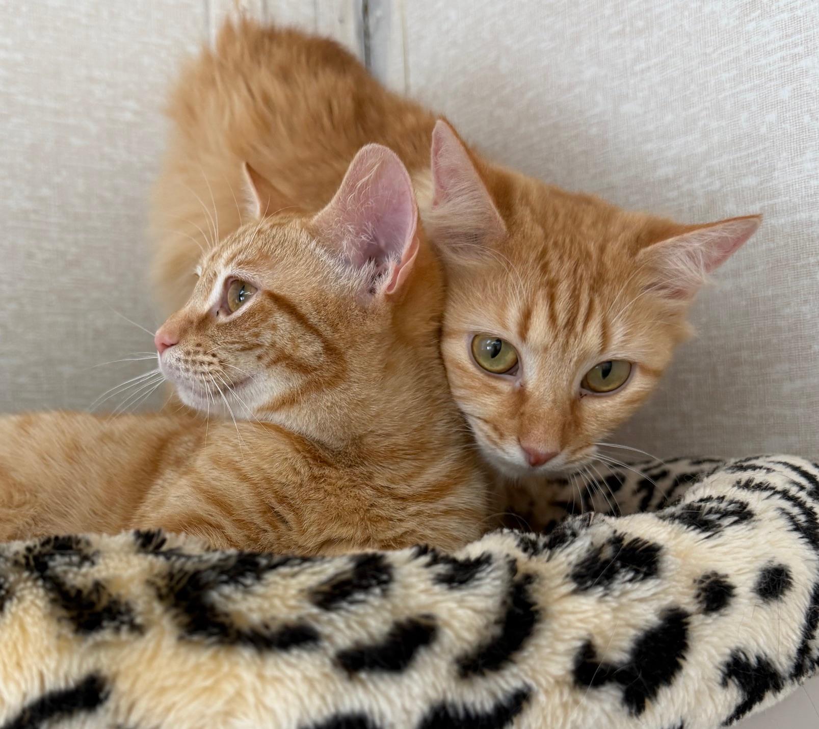 Enlarge Valentina and Joel, an adoptable mixed breed in Salem, NH image 4/4
