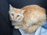 Valentina , adoptable, Adult Female Domestic Long Hair.
