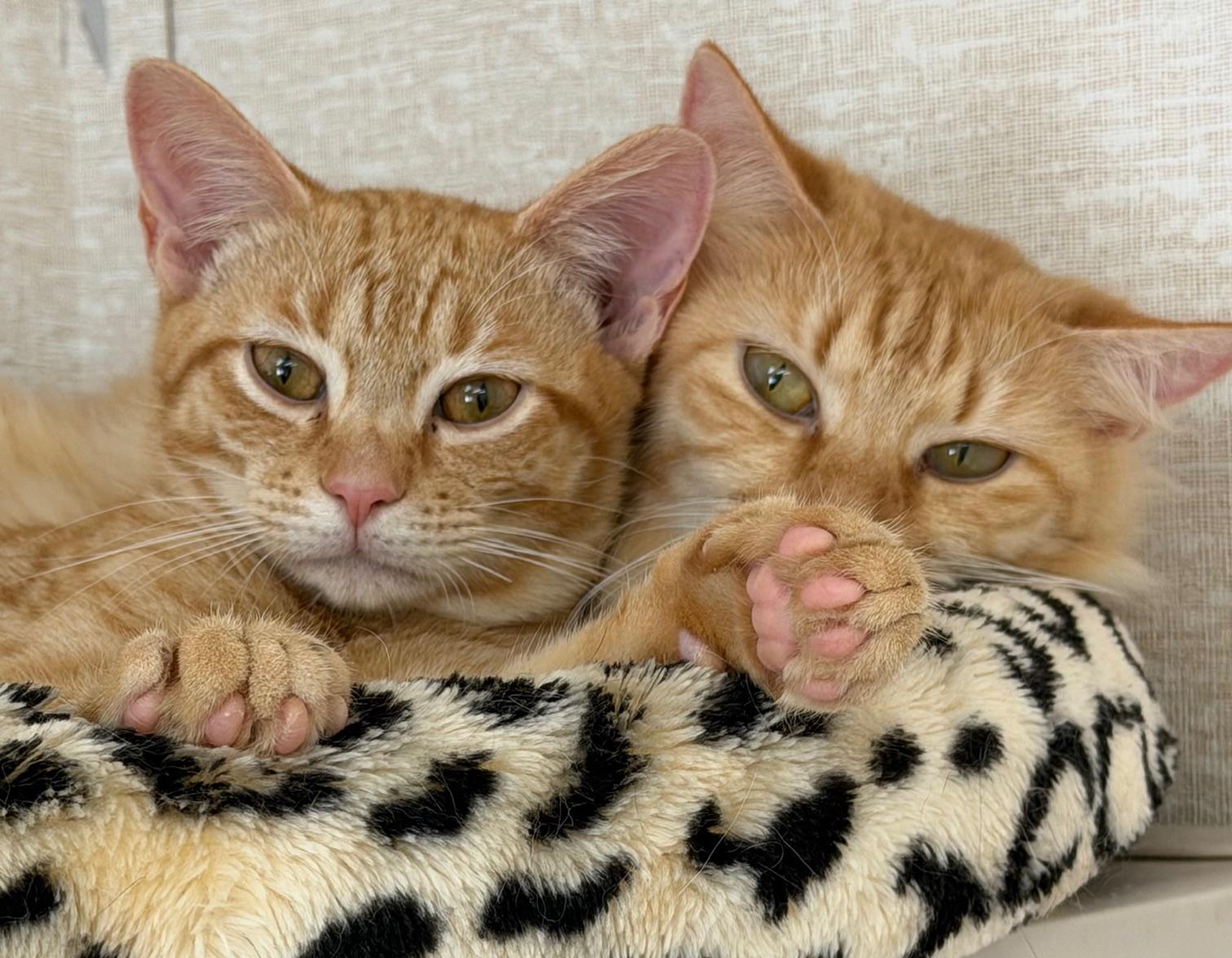 Enlarge Valentina and Joel, an adoptable mixed breed in Salem, NH image 3/4