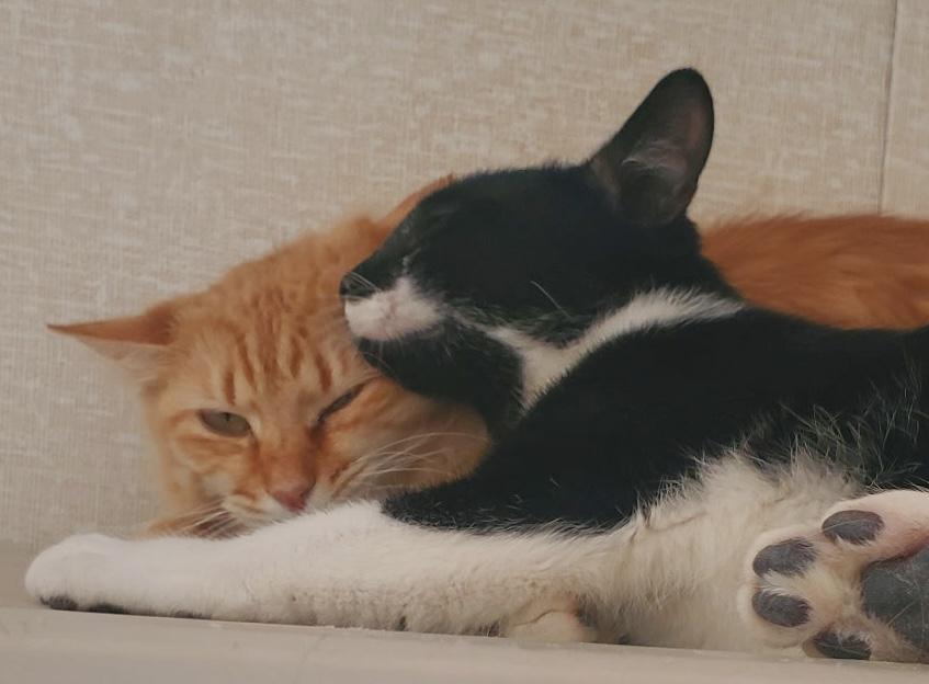 Enlarge Valentina , an adoptable mixed breed in Salem, NH image 3/3