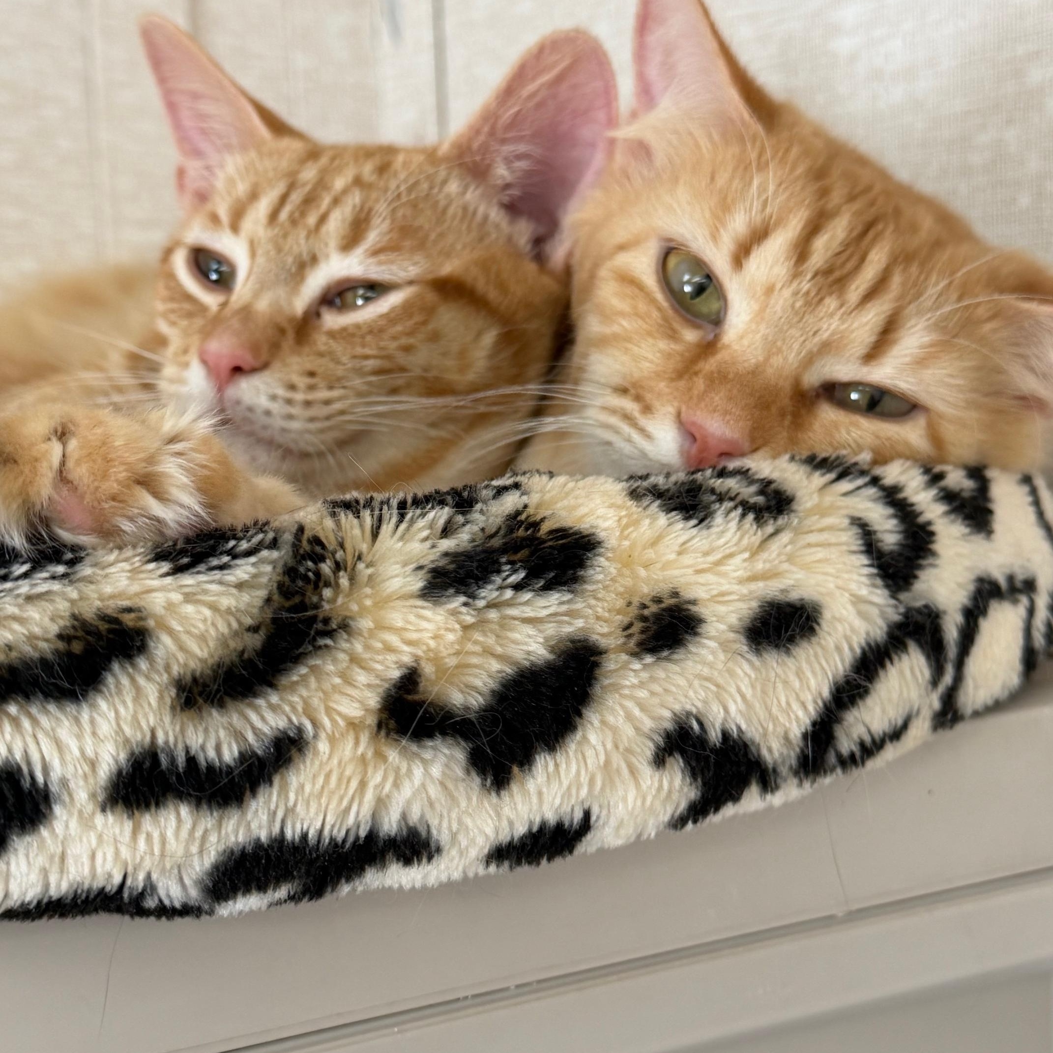 Valentina and Joel, adoptable, Adult Female Domestic Long Hair.