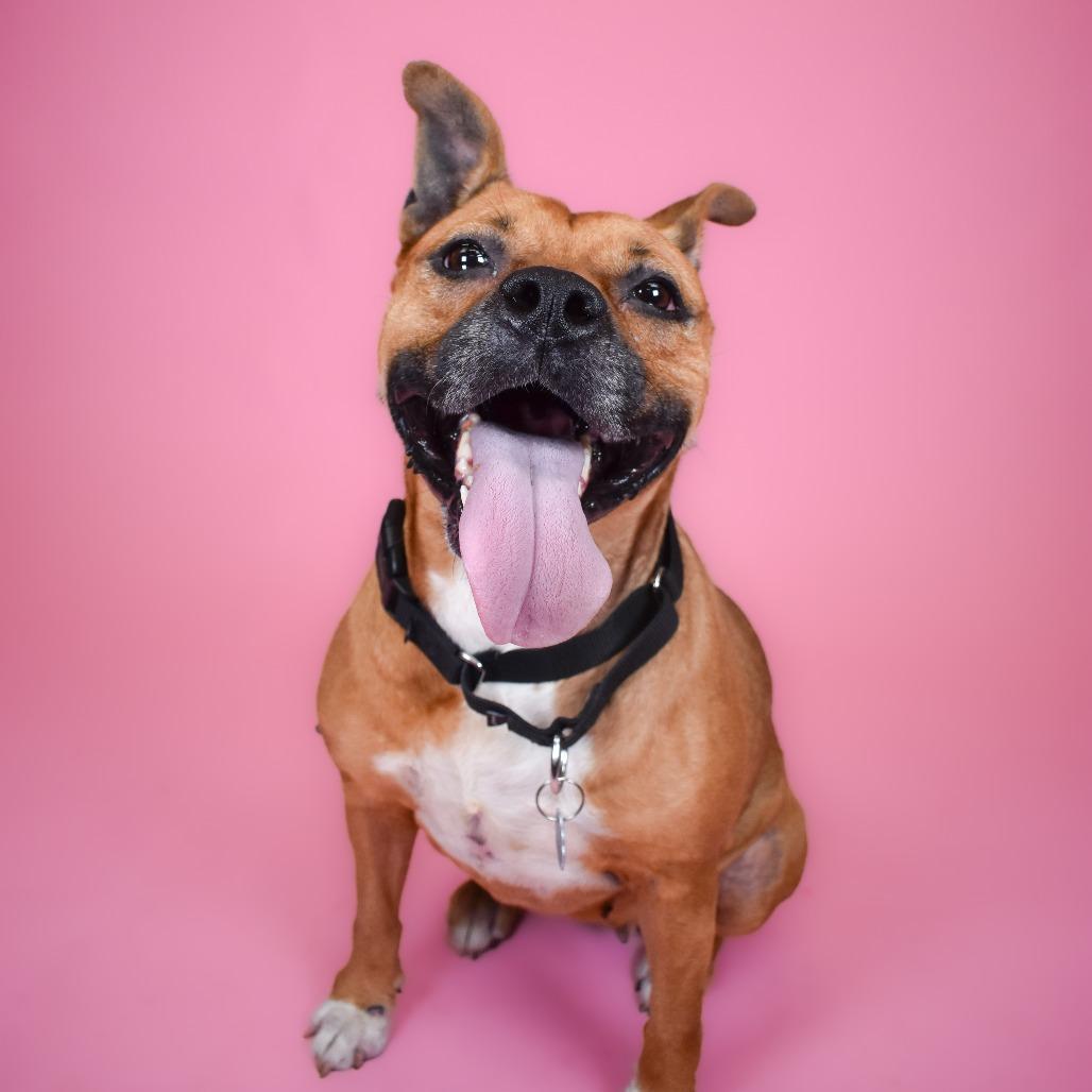 Enlarge Hope, a Adoptable Mixed Breed in West Palm Beach, FL image 2/4