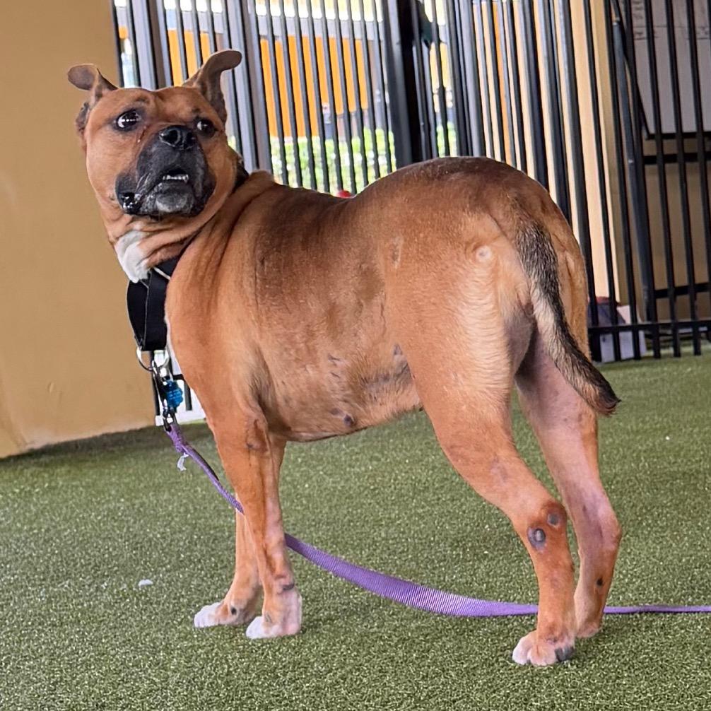 Enlarge Hope, a Adoptable Mixed Breed in West Palm Beach, FL image 3/4
