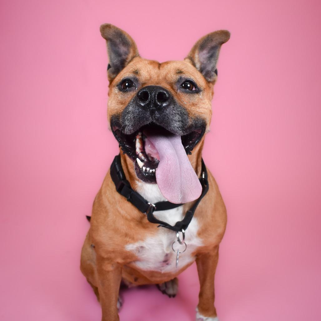 Enlarge Hope, a Adoptable Mixed Breed in West Palm Beach, FL image 4/4