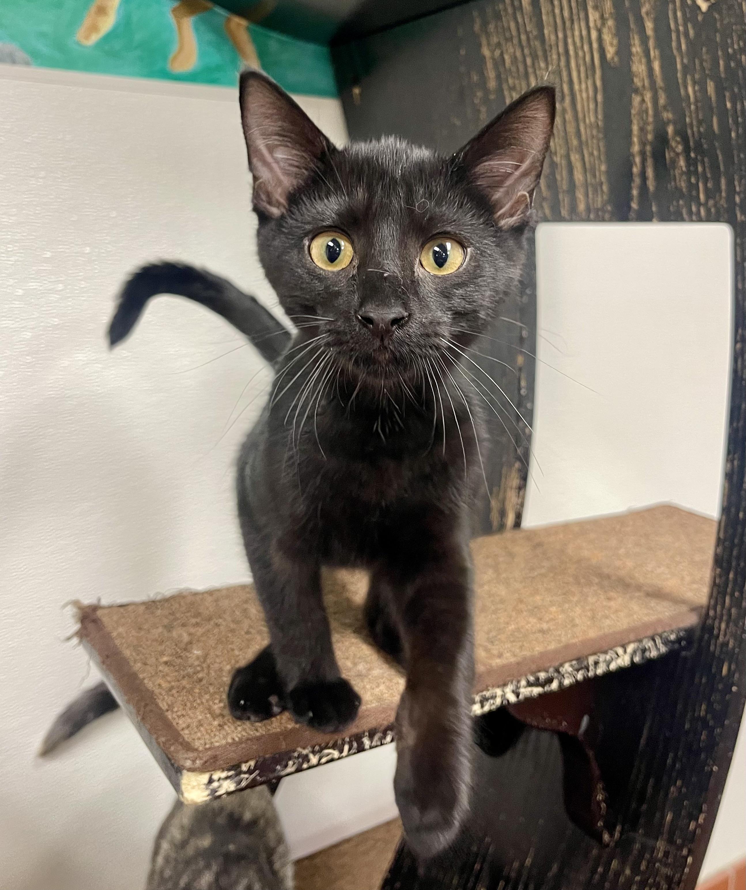 Enlarge Bosco, a other Domestic Short Hair in Battle Creek, MI image 6/6