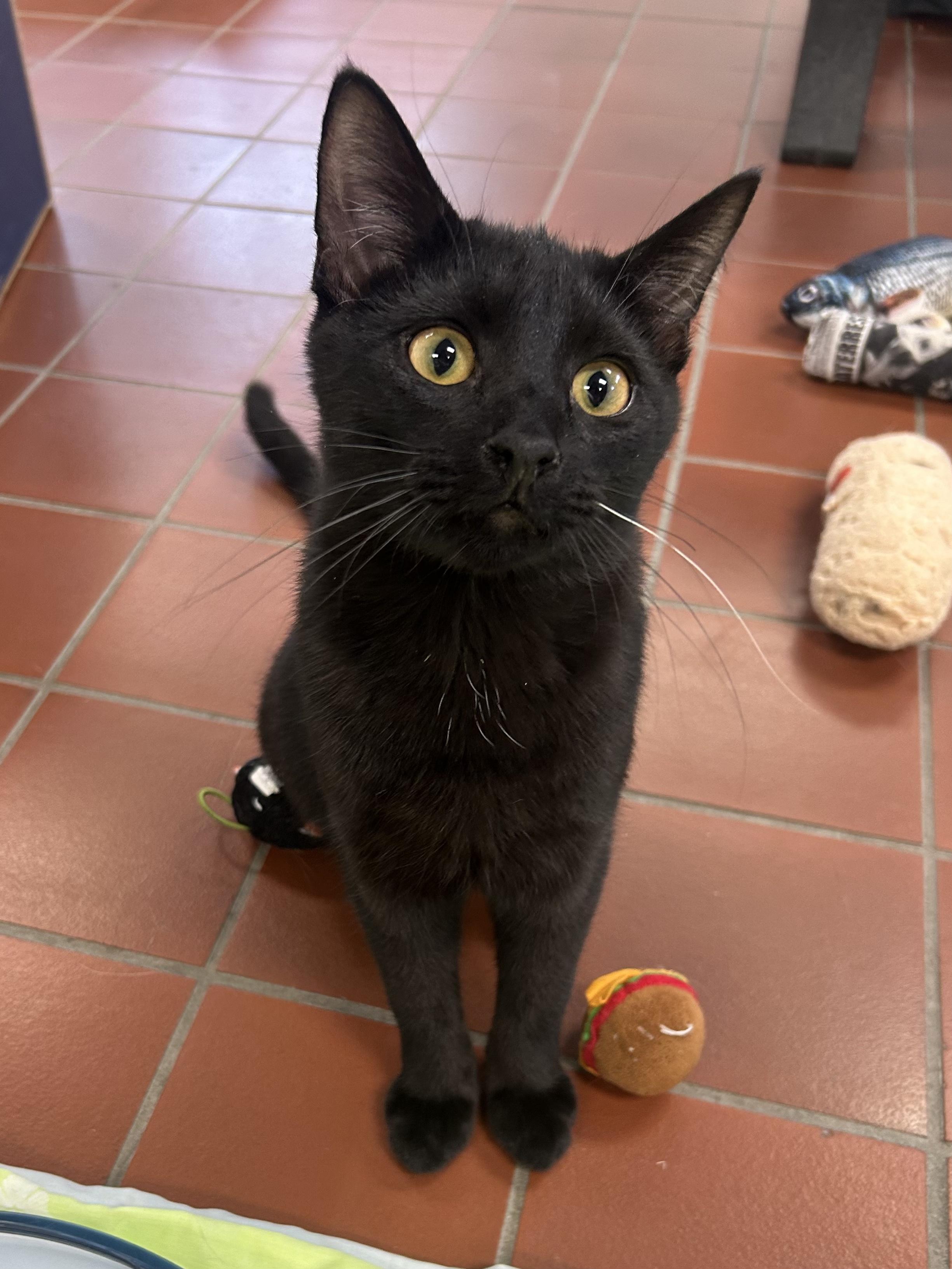 Enlarge Bosco, a other Domestic Short Hair in Battle Creek, MI image 4/6