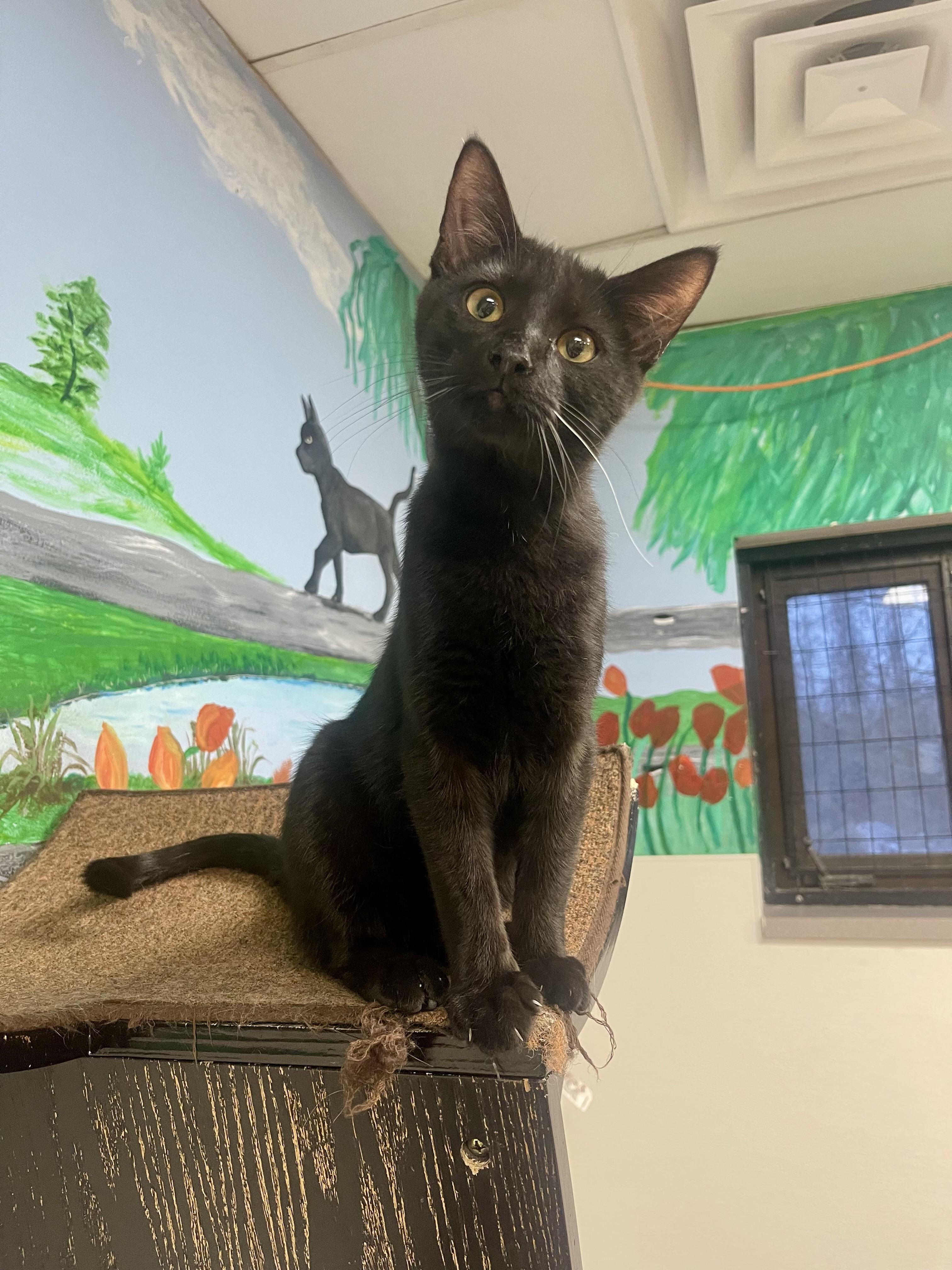 Enlarge Bosco, a other Domestic Short Hair in Battle Creek, MI image 5/6