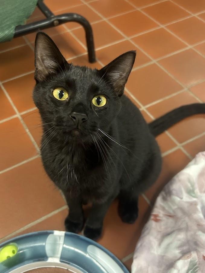 Enlarge Bosco, a other Domestic Short Hair in Battle Creek, MI image 2/6