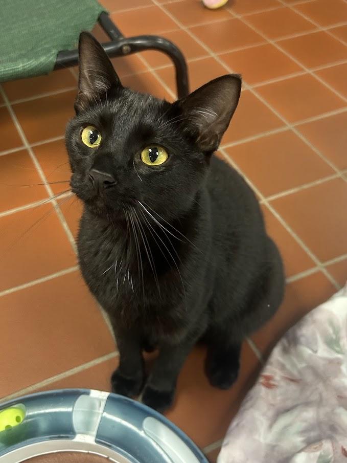 Enlarge Bosco, a other Domestic Short Hair in Battle Creek, MI image 3/6