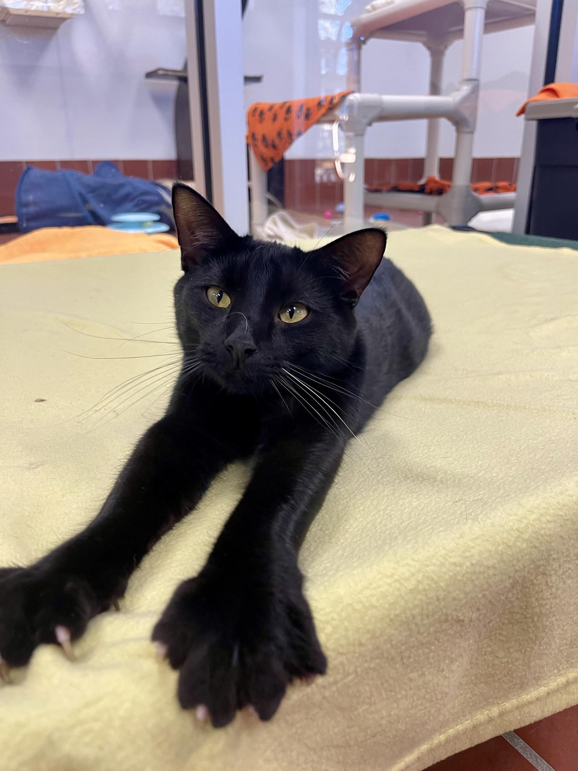 Bosco, Adoptable, Young Male Domestic Short Hair.