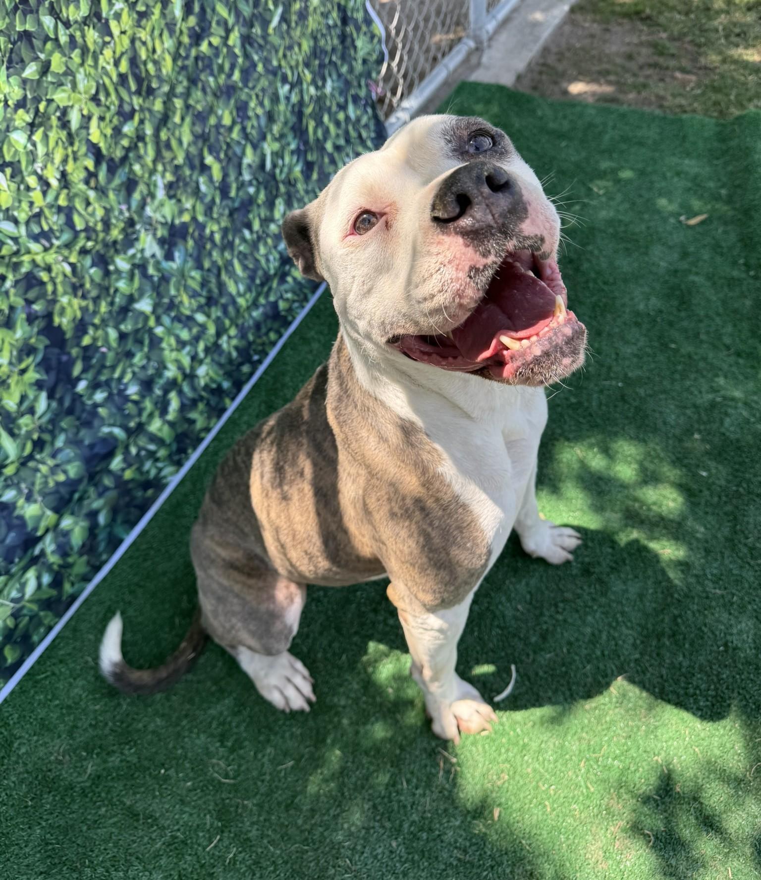 Athena **Courtesy Post. Out of town pet. See below for details**