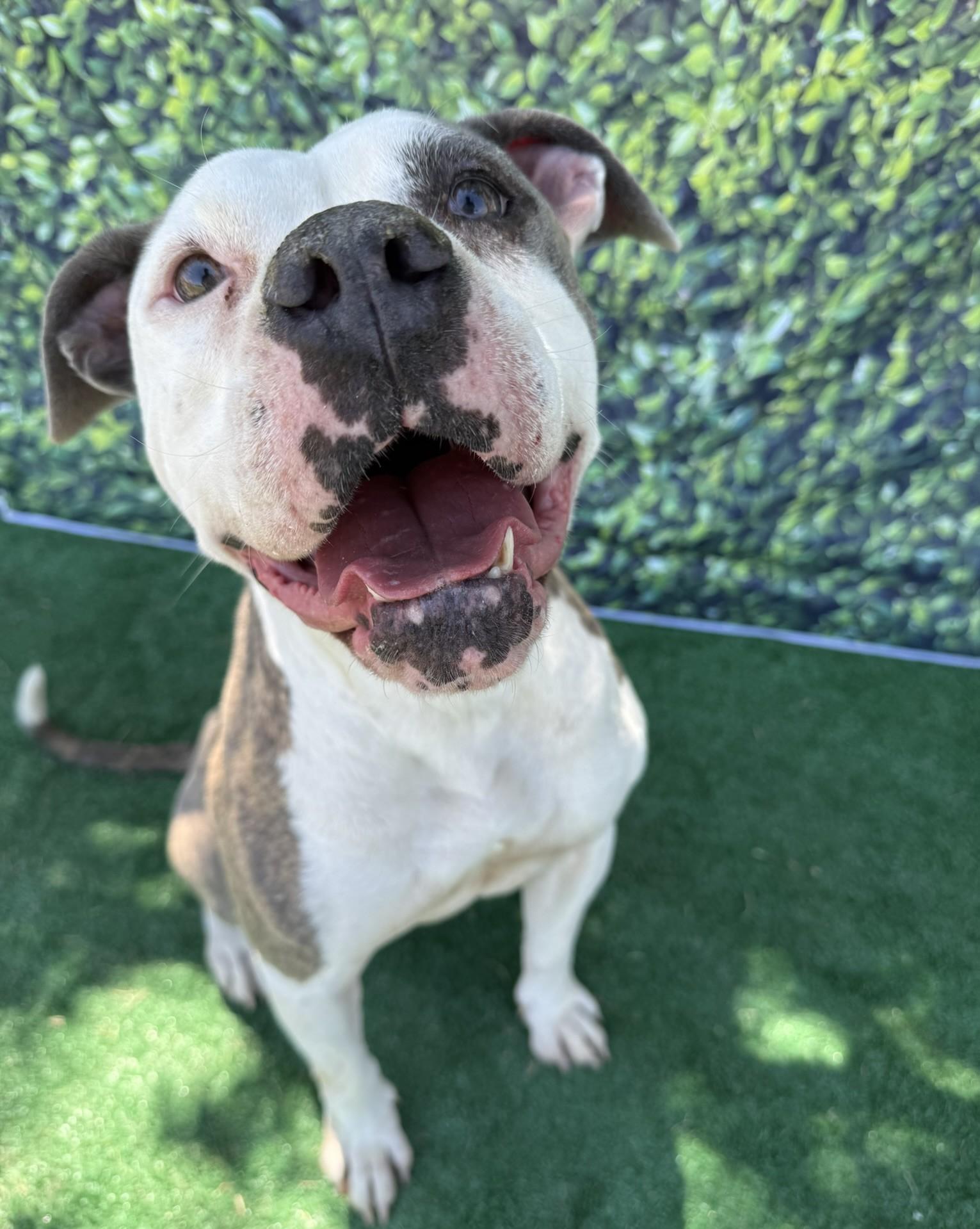 Athena **Courtesy Post. Out of town pet. See below for details**