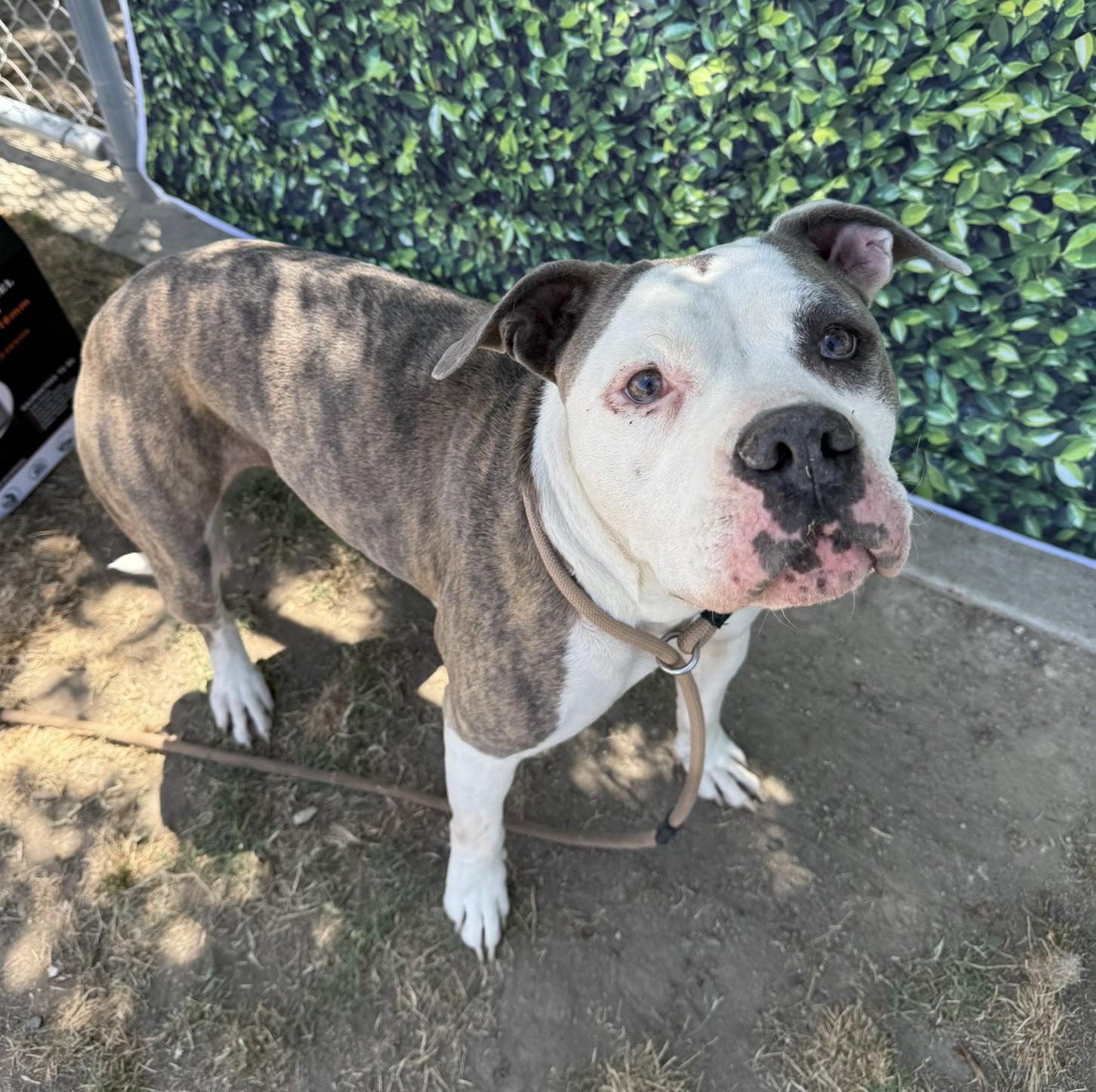 Athena **Courtesy Post. Out of town pet. See below for details**