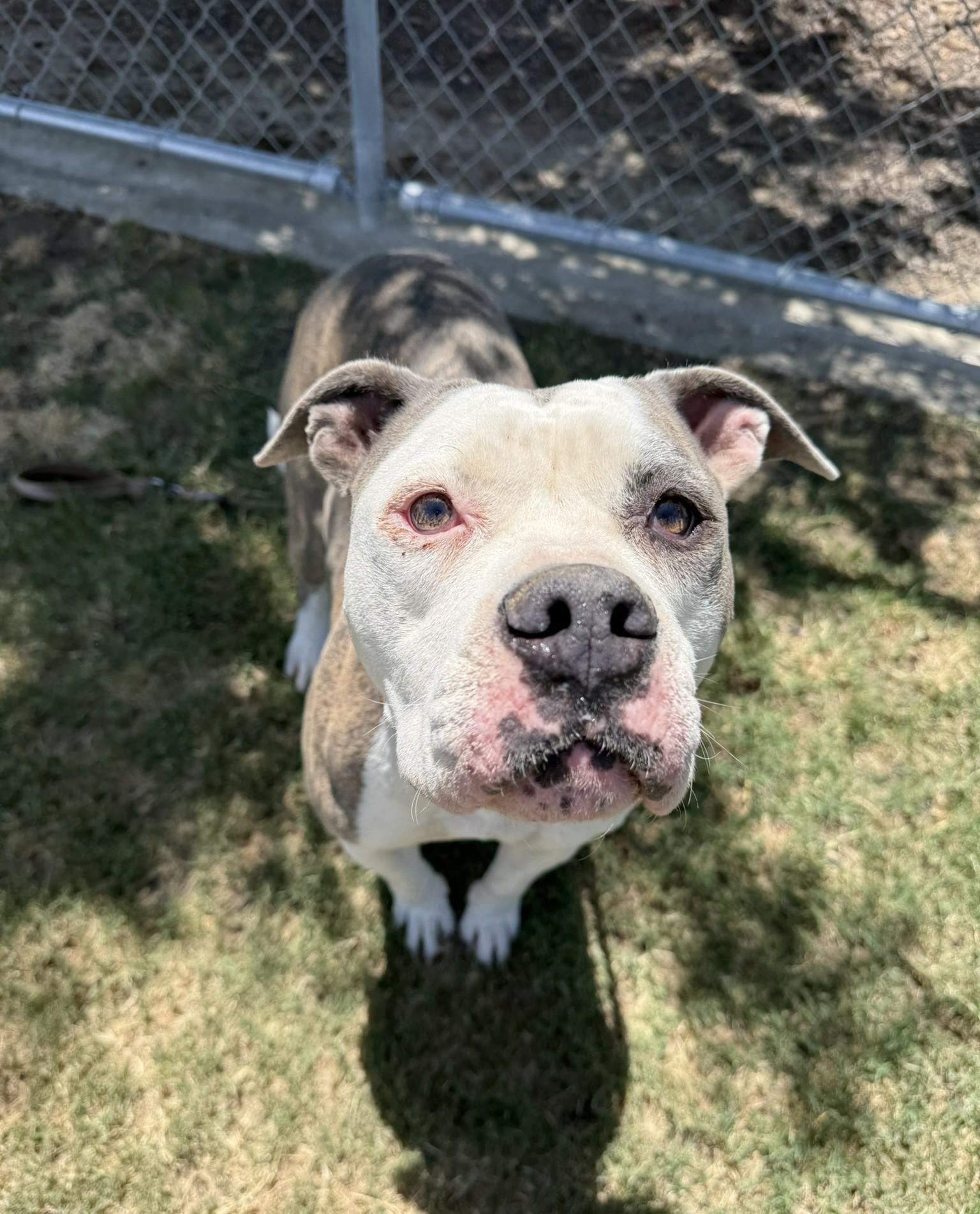 Athena **Courtesy Post. Out of town pet. See below for details**