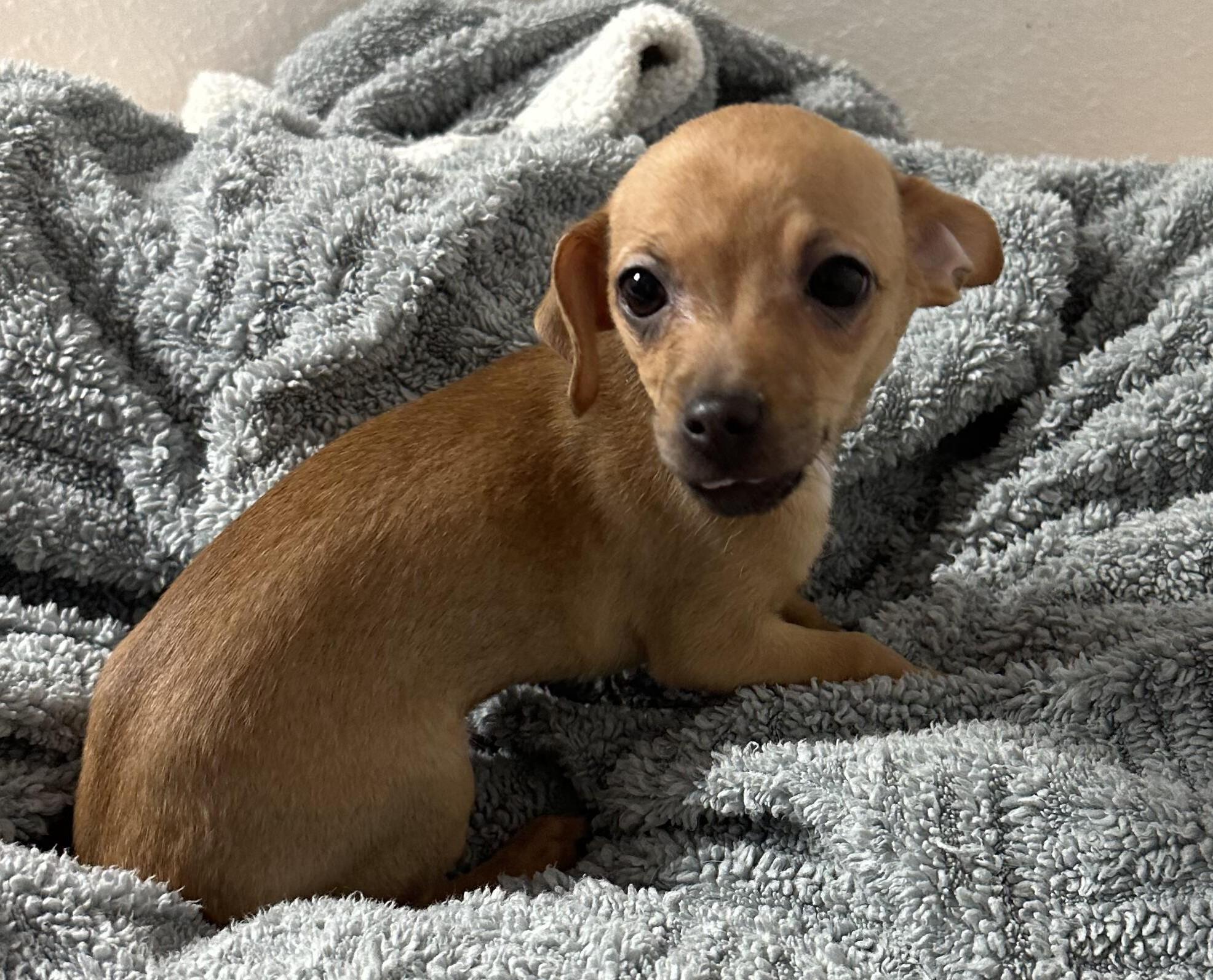 Enlarge Hermione, an adopted mixed breed in Albuquerque, NM image 1/2