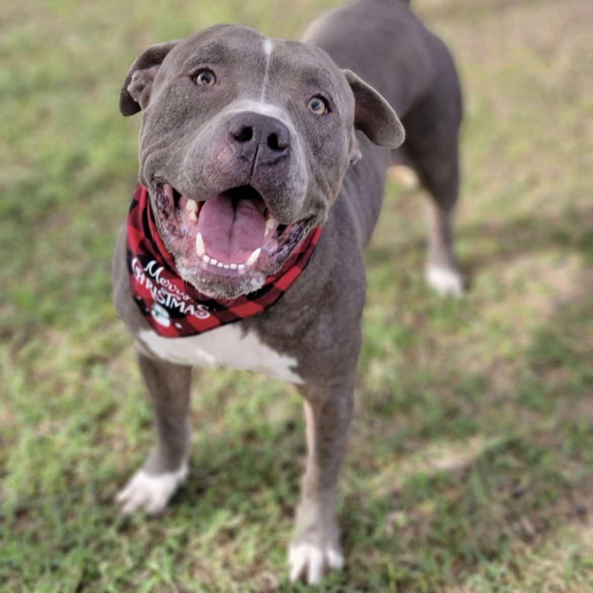 Finn