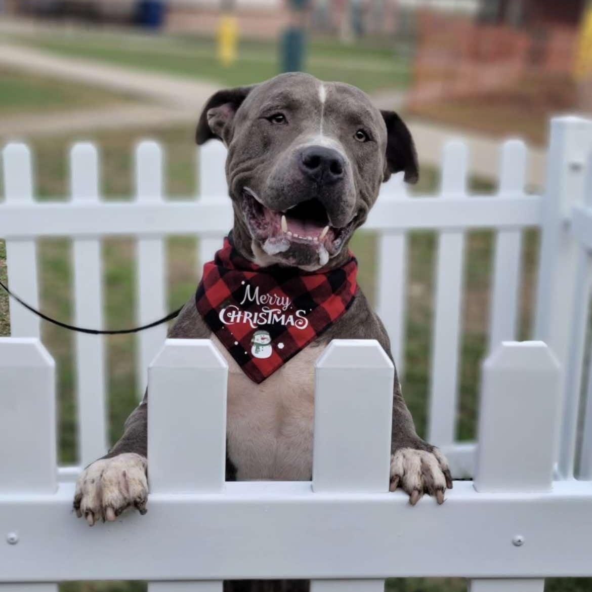 Finn photo 3
