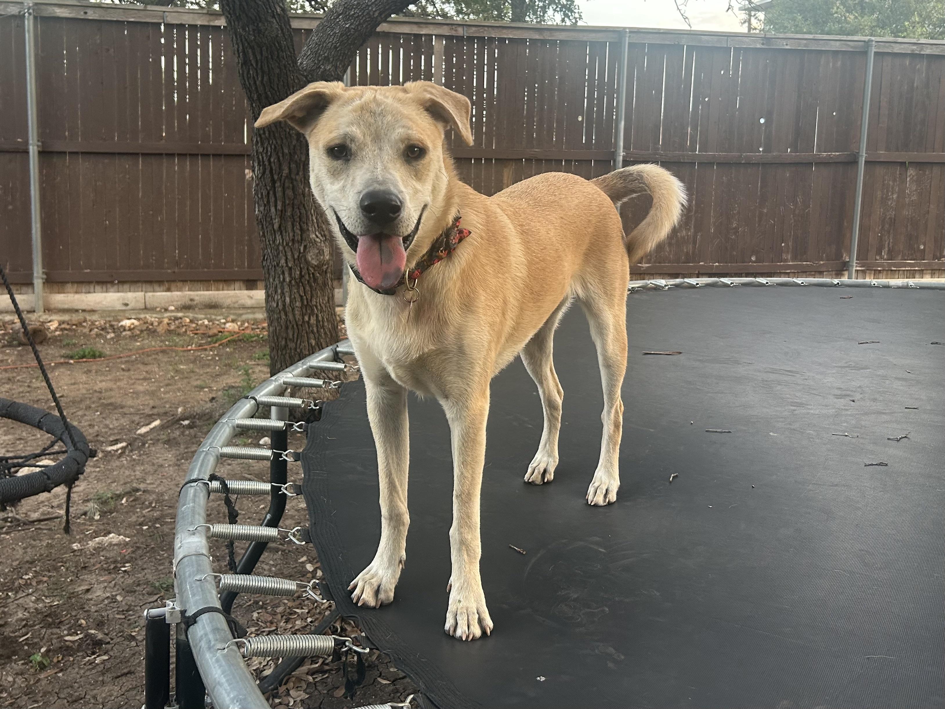 Ruffy, Adoptable, Adult Female Labrador Retriever & Shepherd.