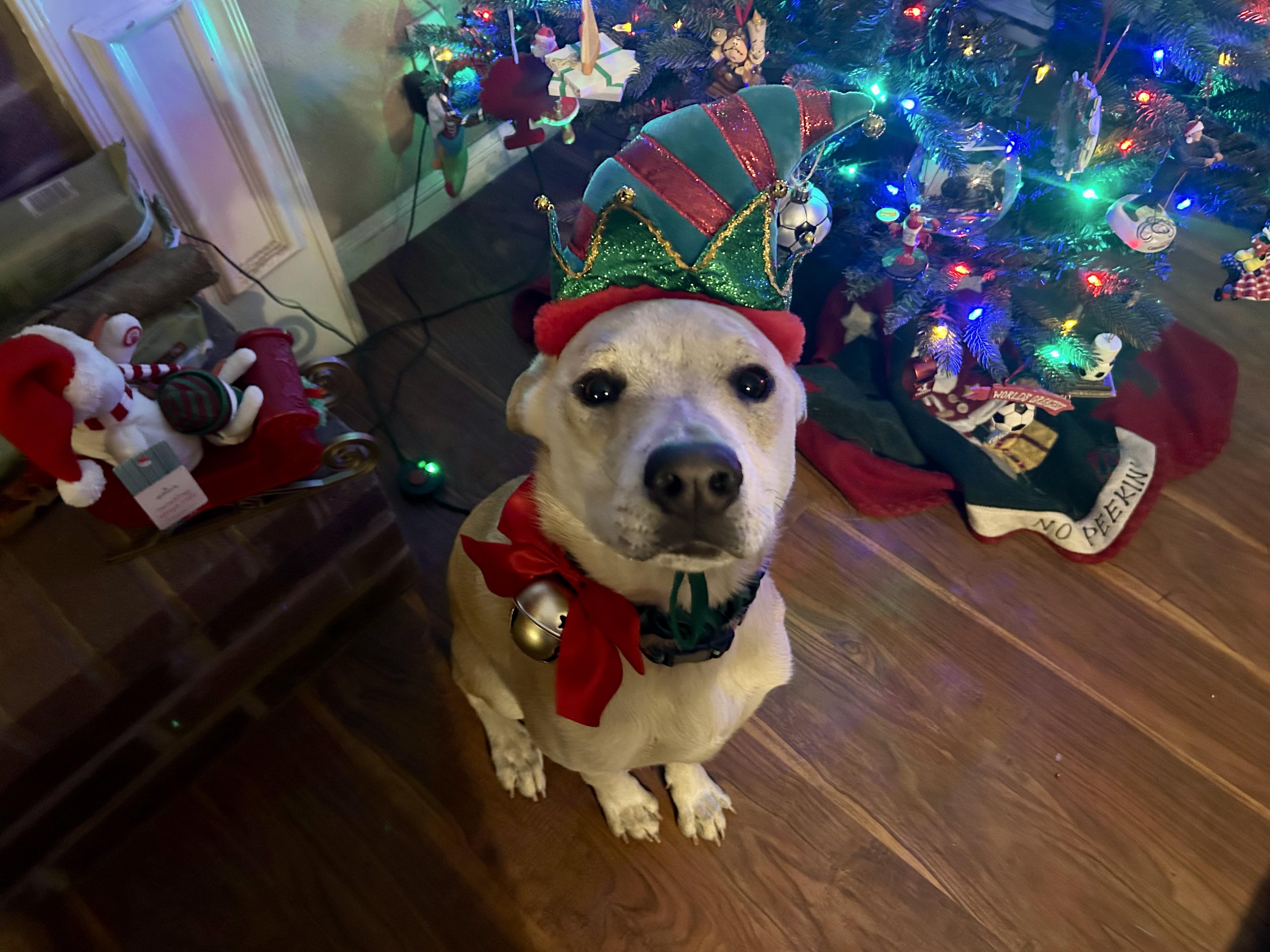 Ruffy, a Adoptable mixed breed in San Antonio, TX image 1/6