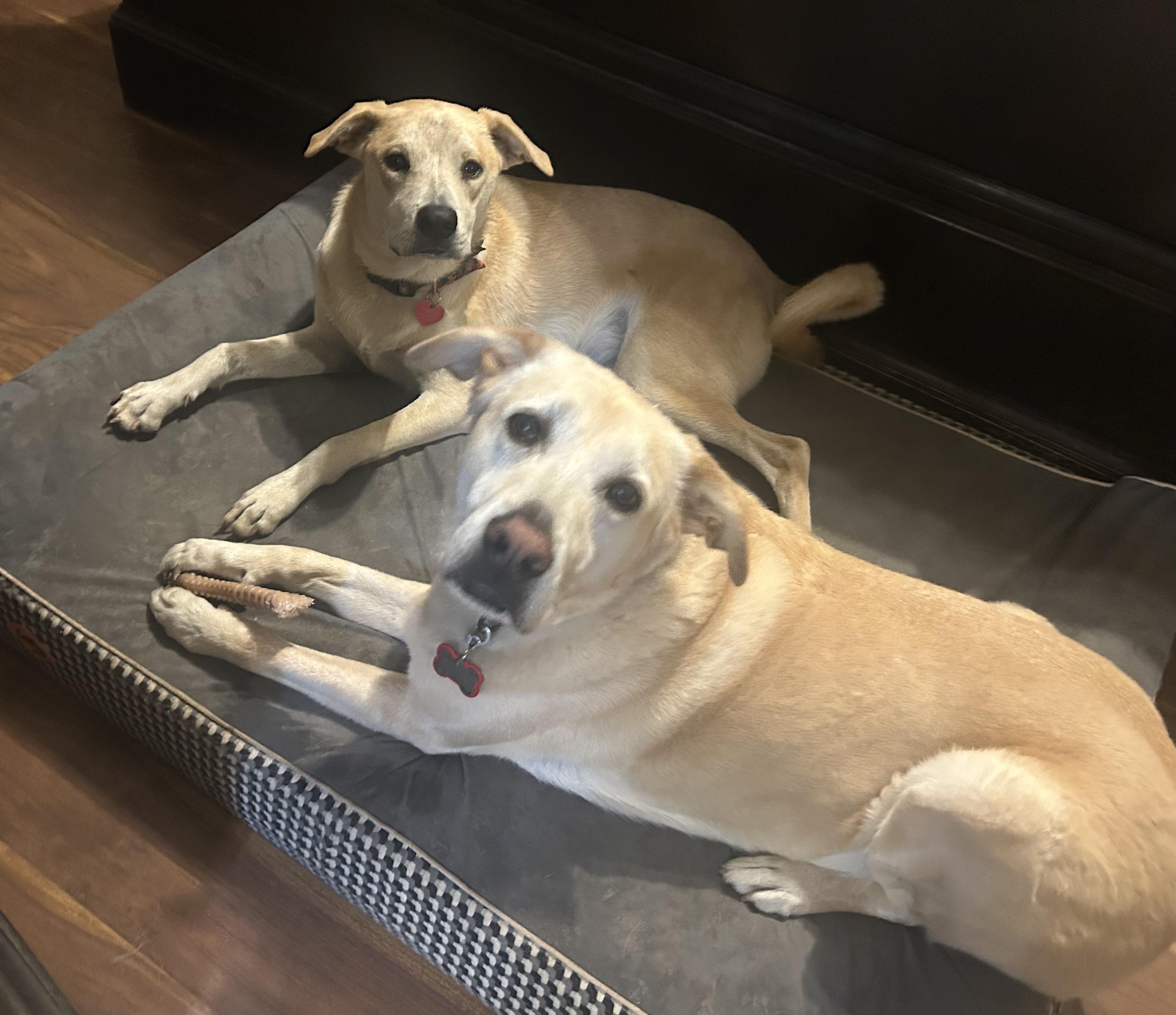 Ruffy, a Adoptable mixed breed in San Antonio, TX image 6/6