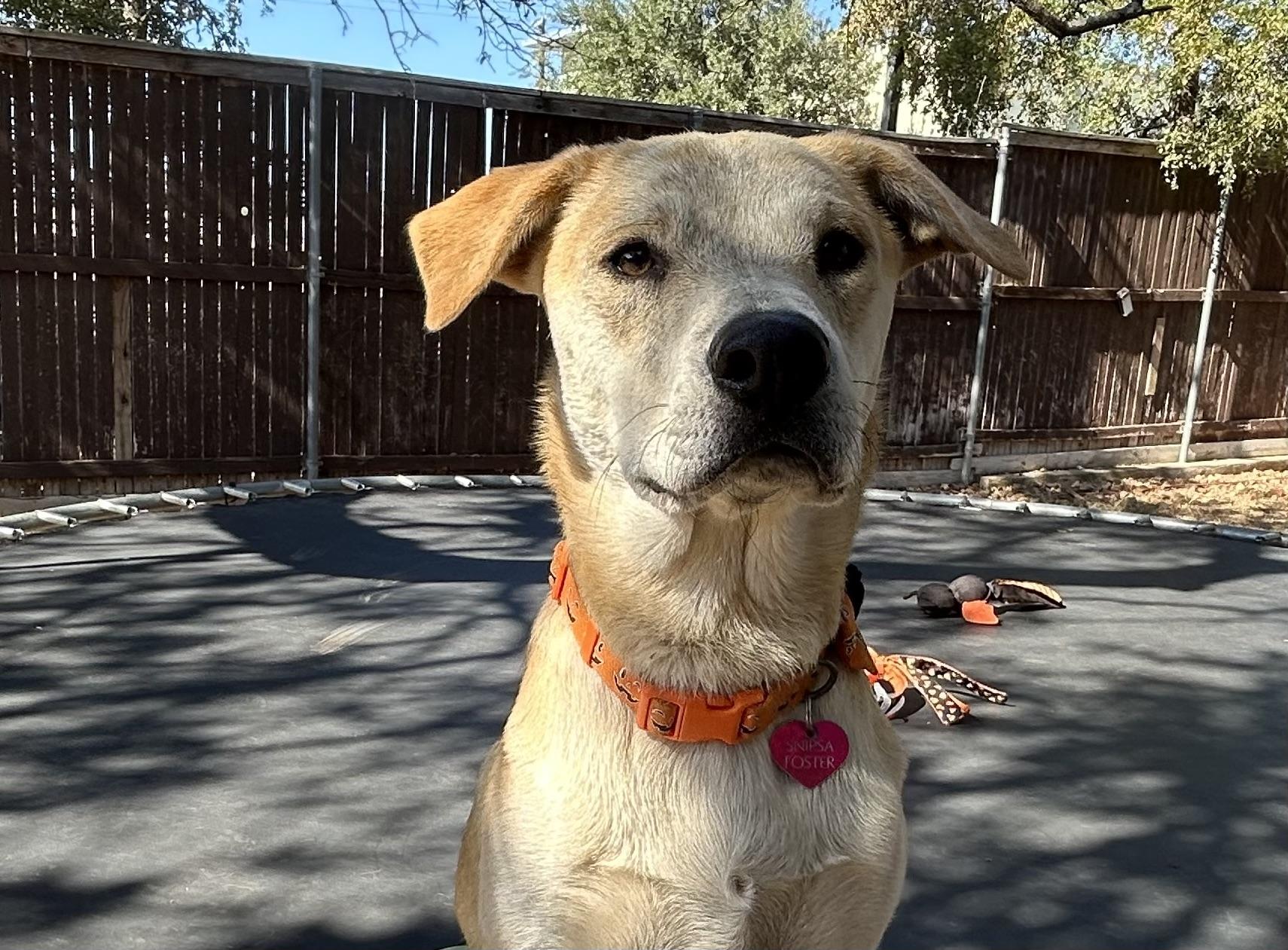 Ruffy, a Adoptable mixed breed in San Antonio, TX image 2/6
