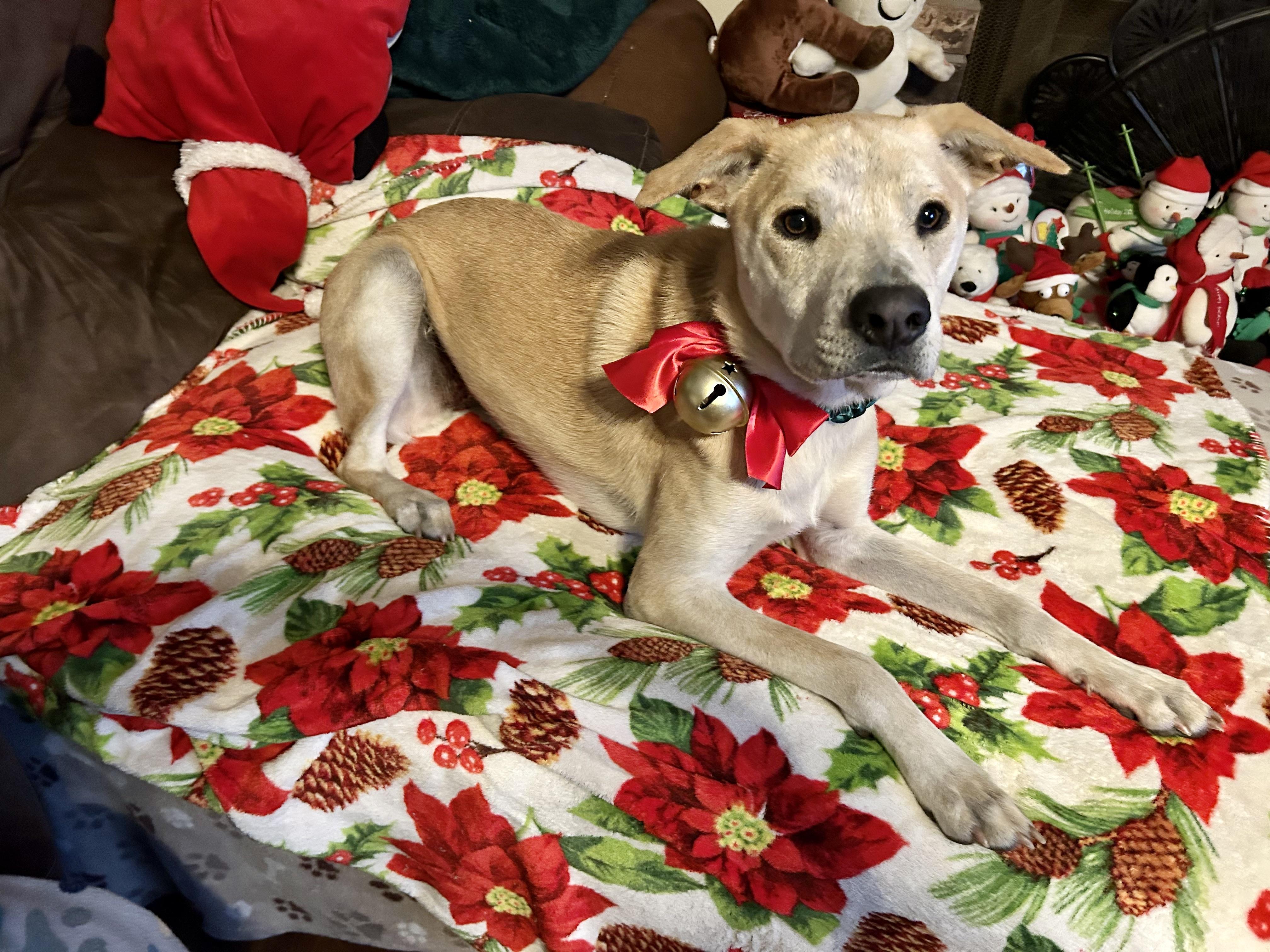 Ruffy, a Adoptable mixed breed in San Antonio, TX image 3/6